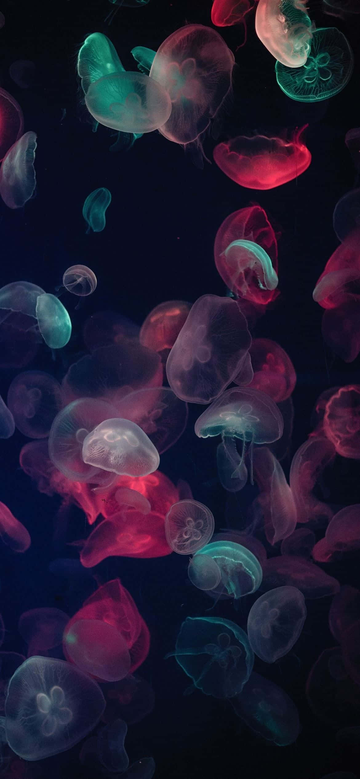 1170x2532 Розноцветные медузы Шпалери