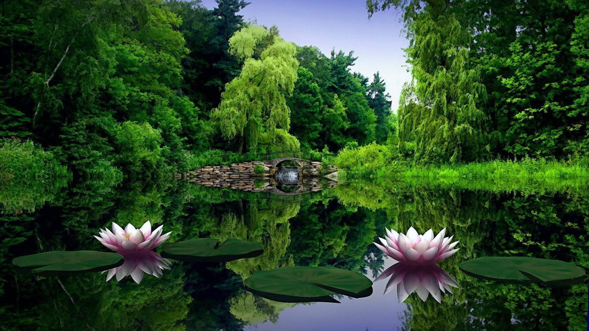 1920x1080 Full HD Природа Латаття Шпалери