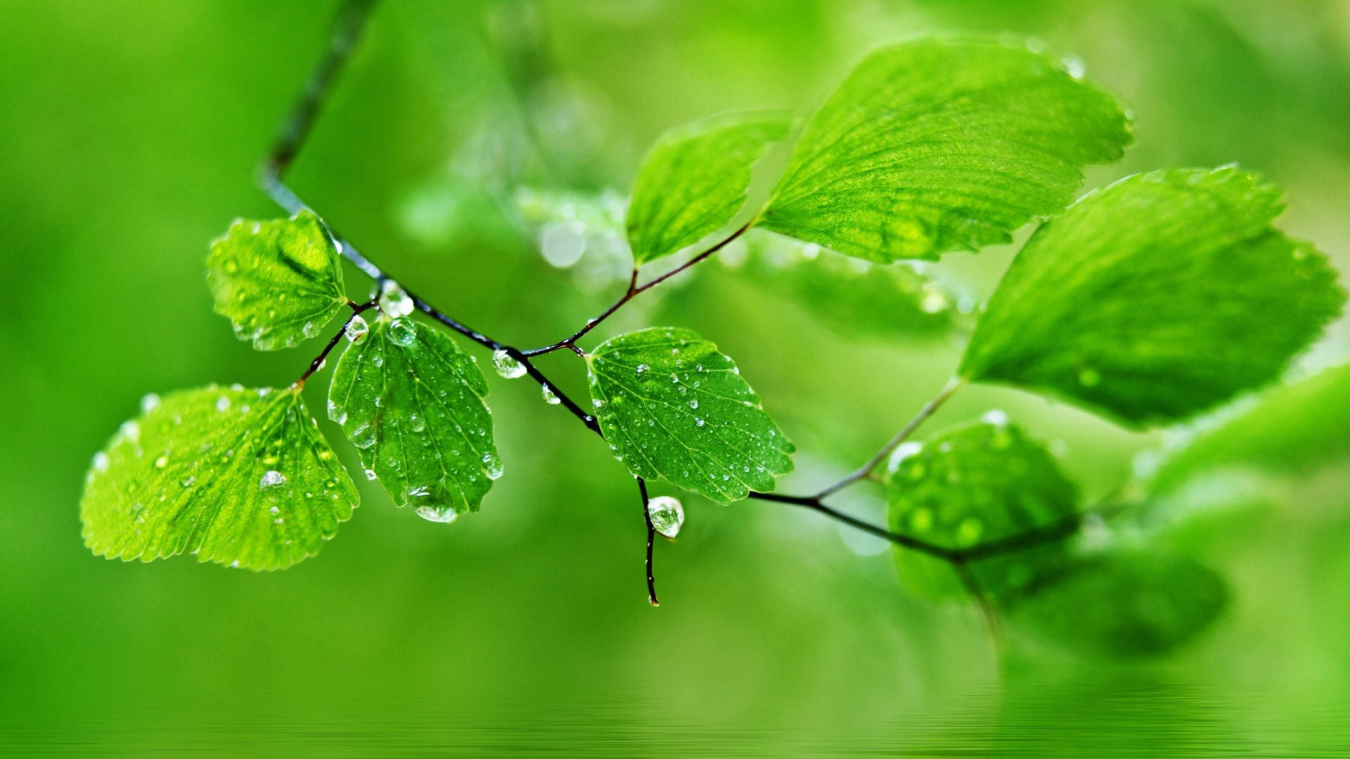 1920x1080 Full HD Природа Мокре Зелене Листя Шпалери