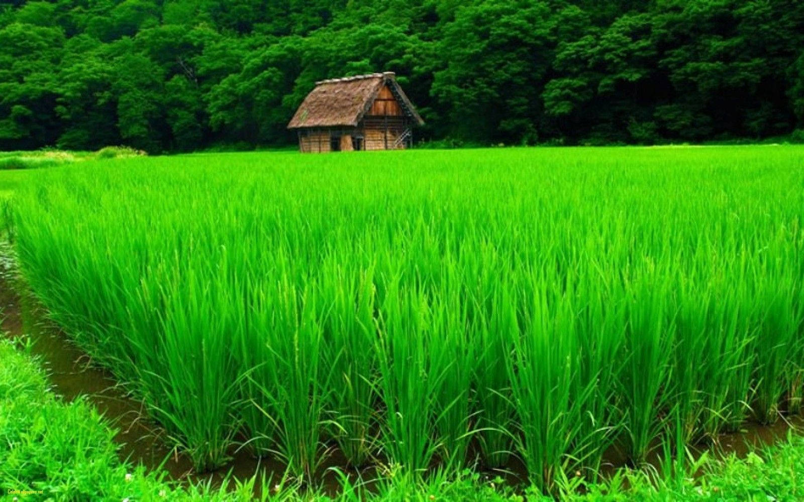 4K Природа Ферма Шпалери