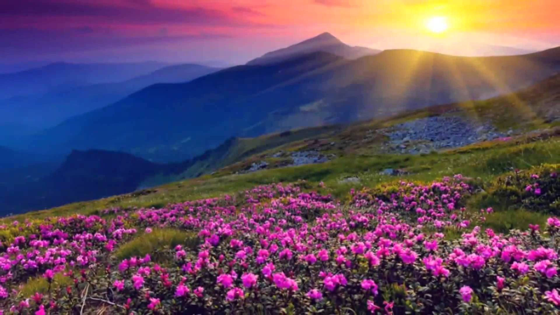 4K Природа Квіти та Схід Сонця Шпалери