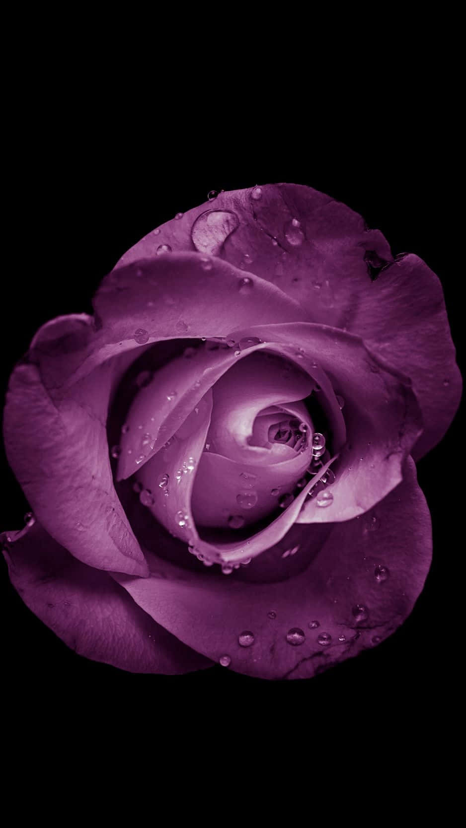 Насолaждайтесь красотой природы с Flower iPhone. Шпалери