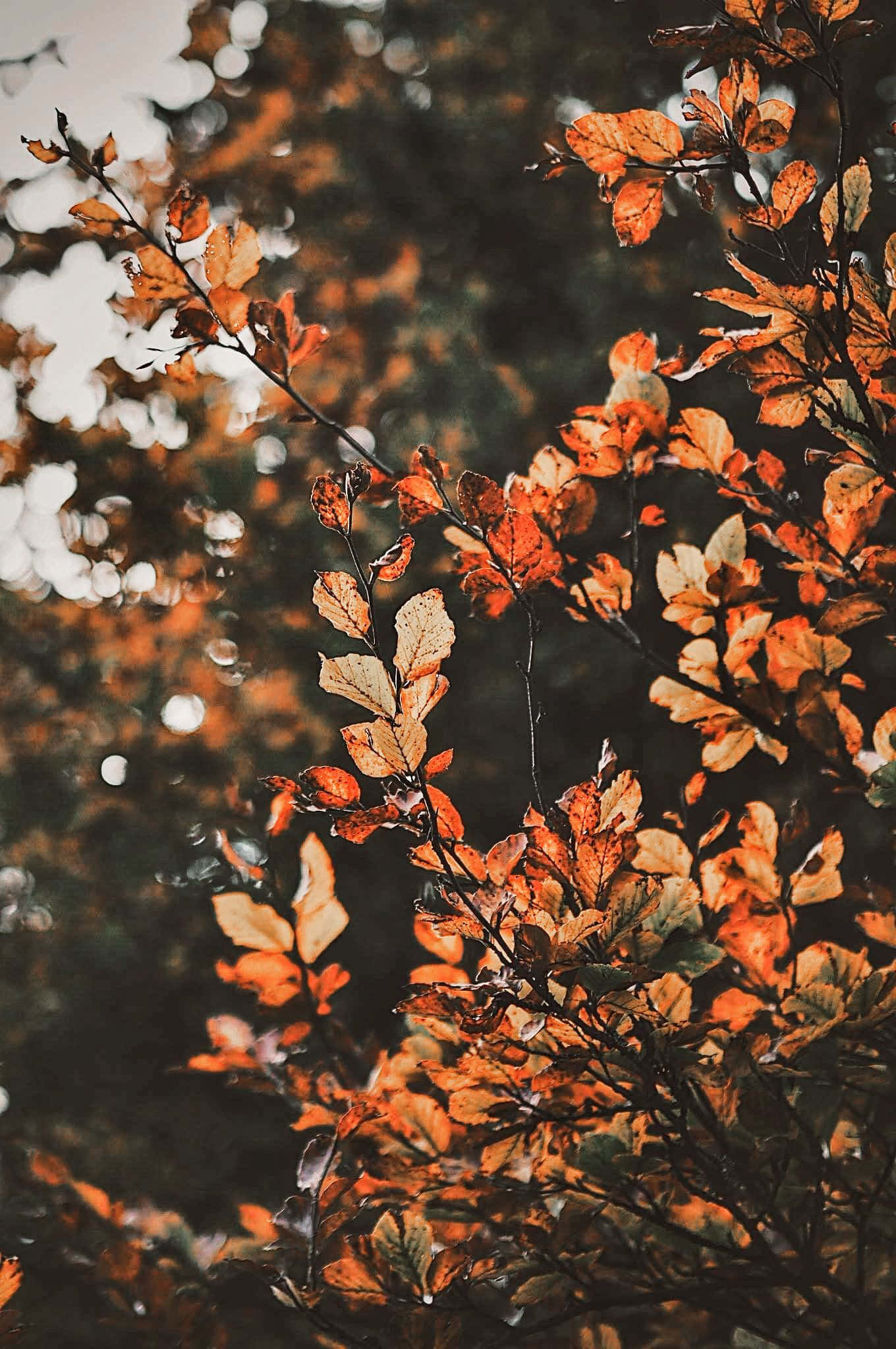 Насолоджуйтеся красою осені з різнокольоровим листям Aesthetic Fall. Шпалери