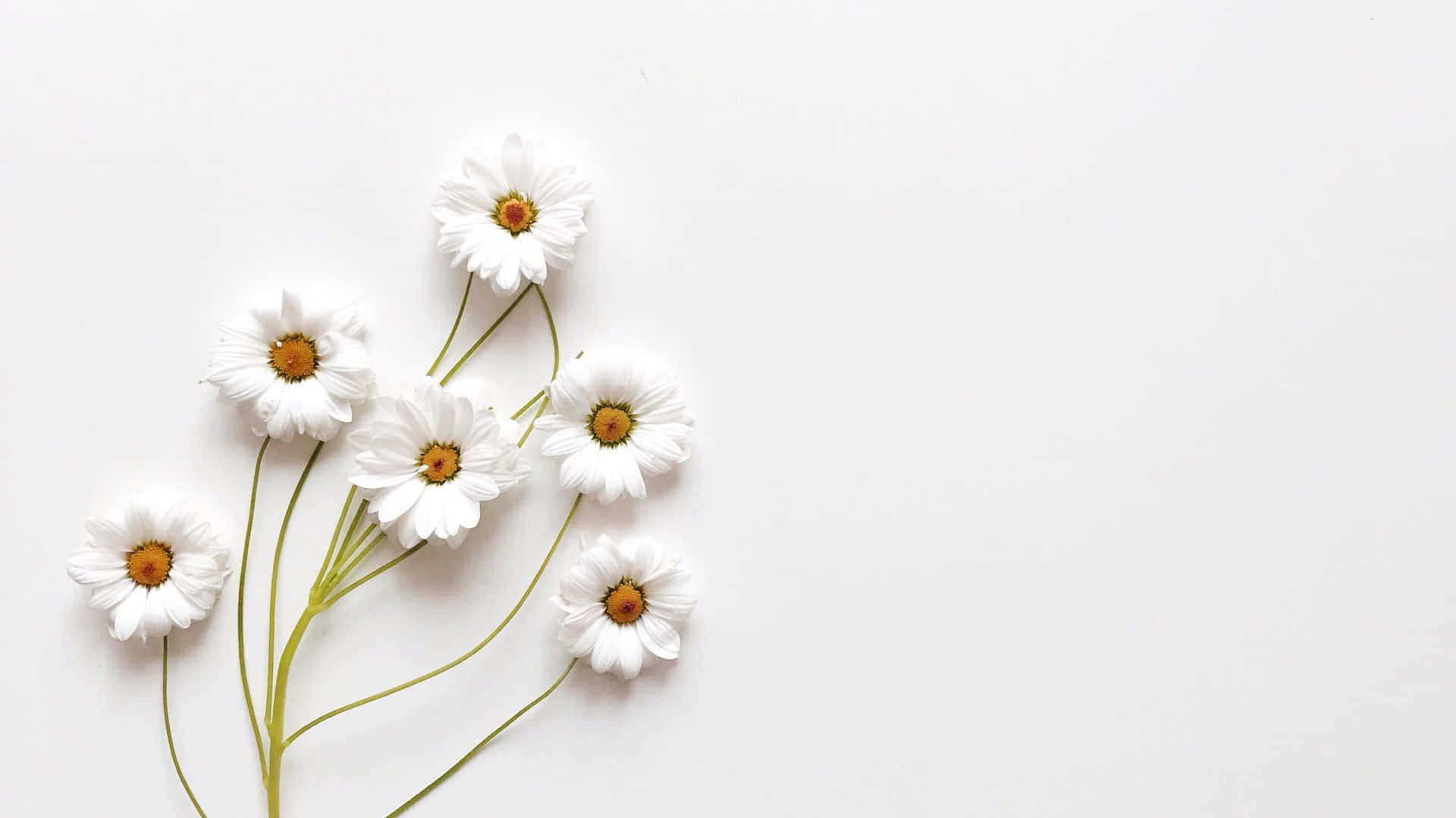 Відчуйте простоту, елегантність та вишуканість зі шпалерами Aesthetic White. Шпалери