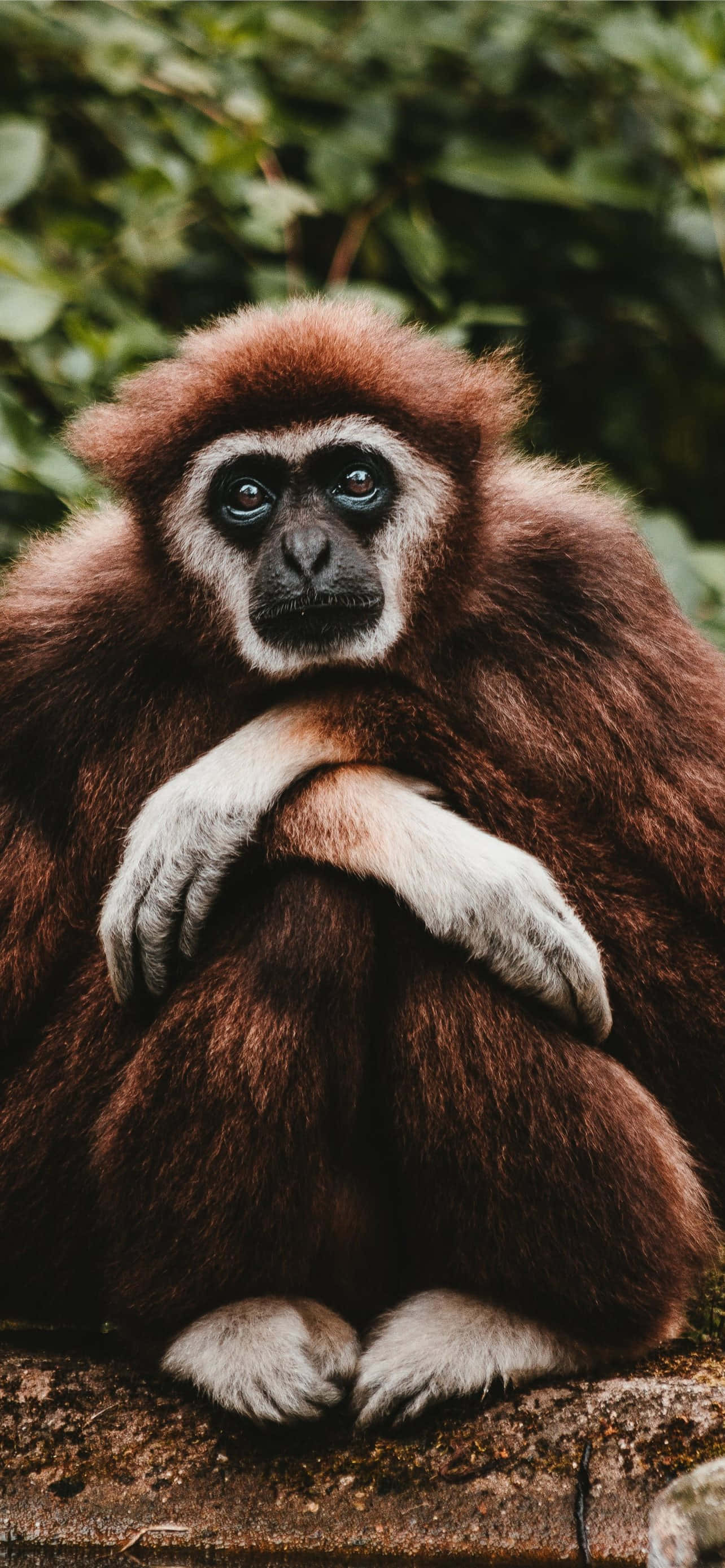 Android Gibbon переносит вас в будущее мобильных технологий Шпалери