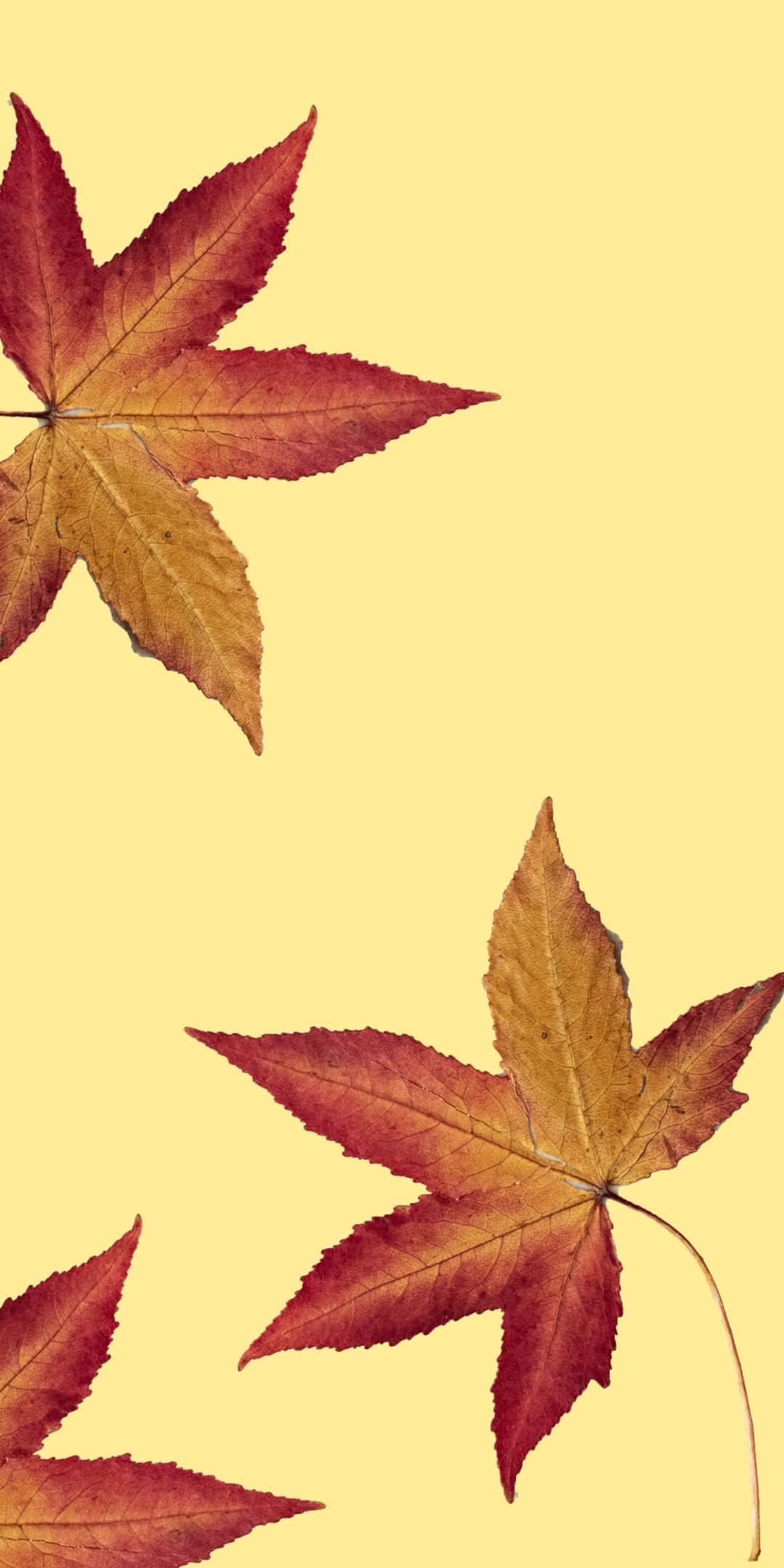 Червоні кленові листья осенний фон для Android Шпалери