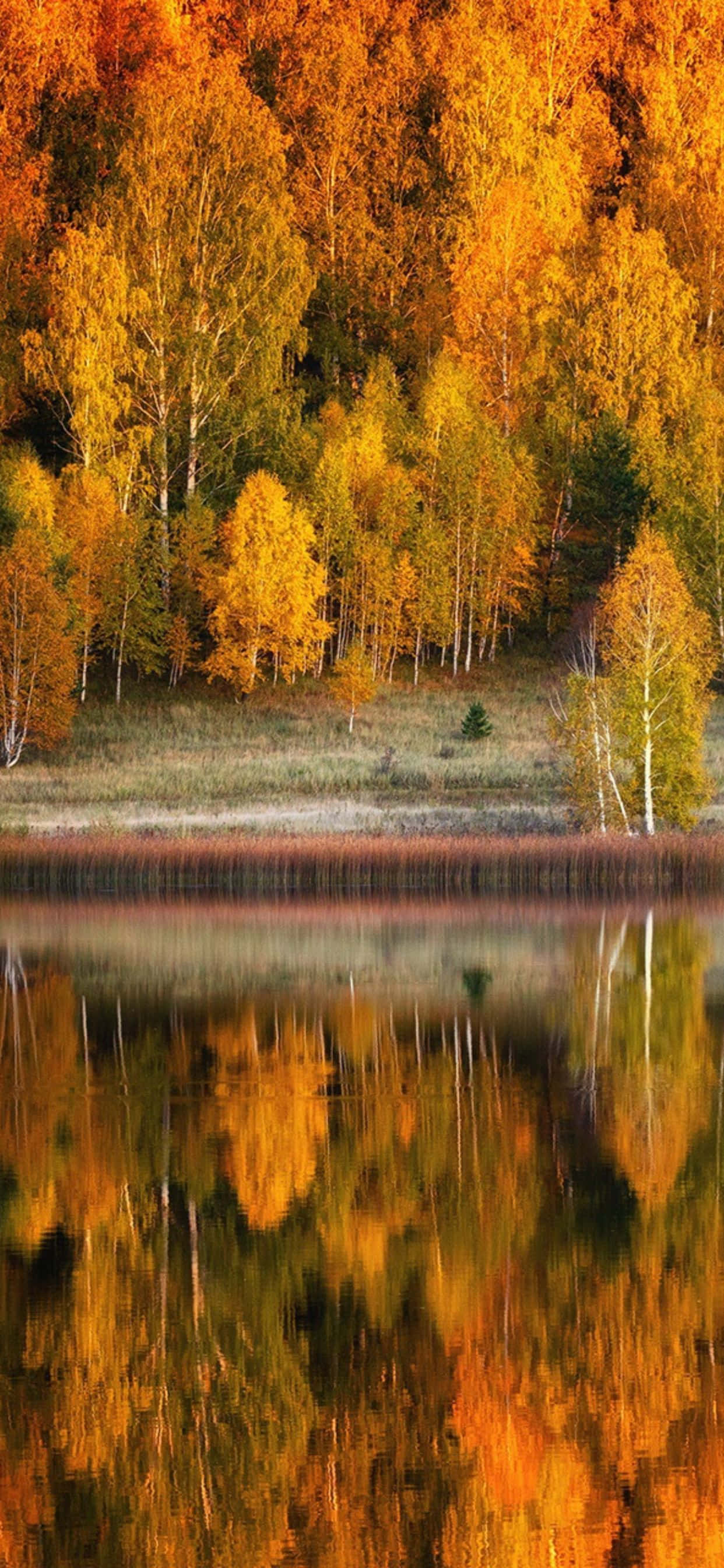 Готовьтесь к осени с Apple iPhone XS Max Шпалери