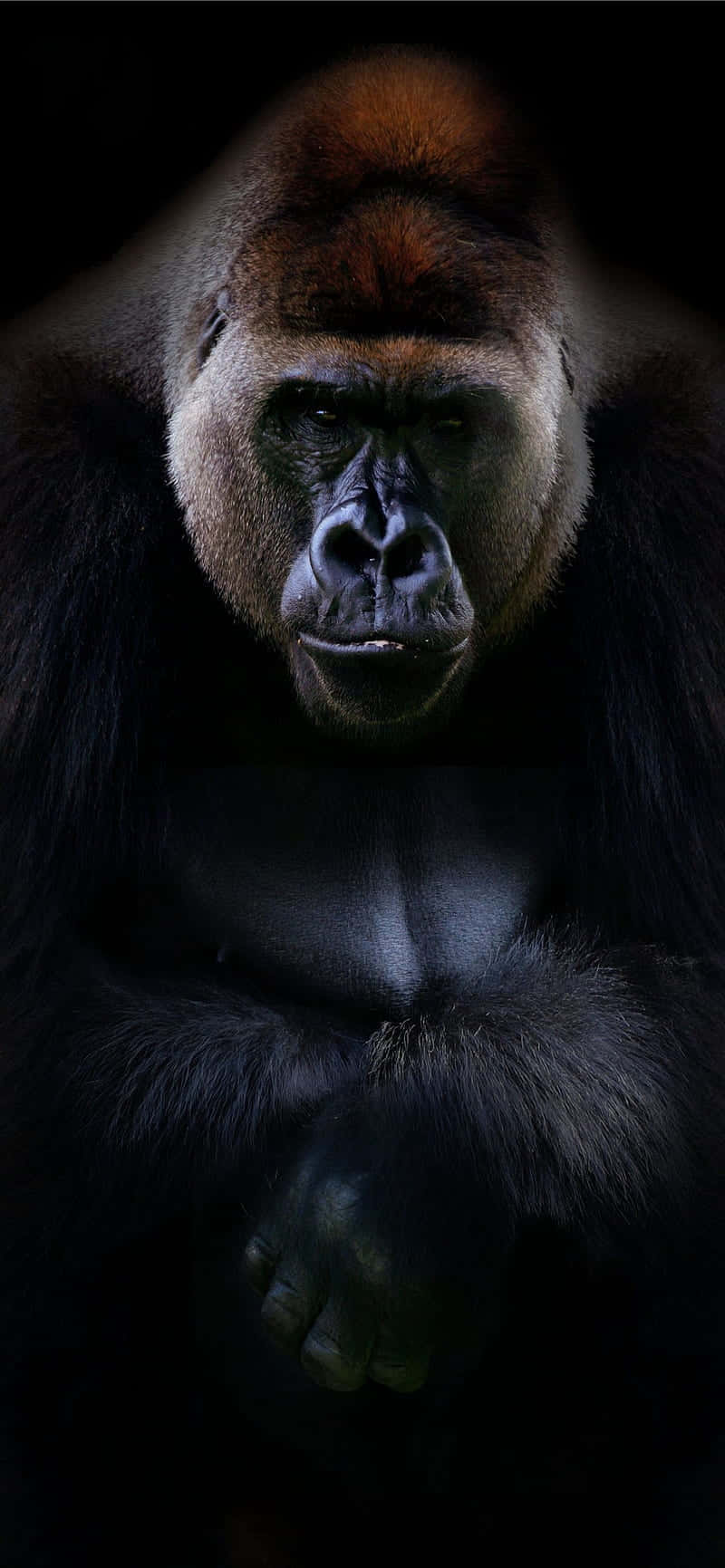 Профессиональный портрет Best Gorilla Фон Шпалери