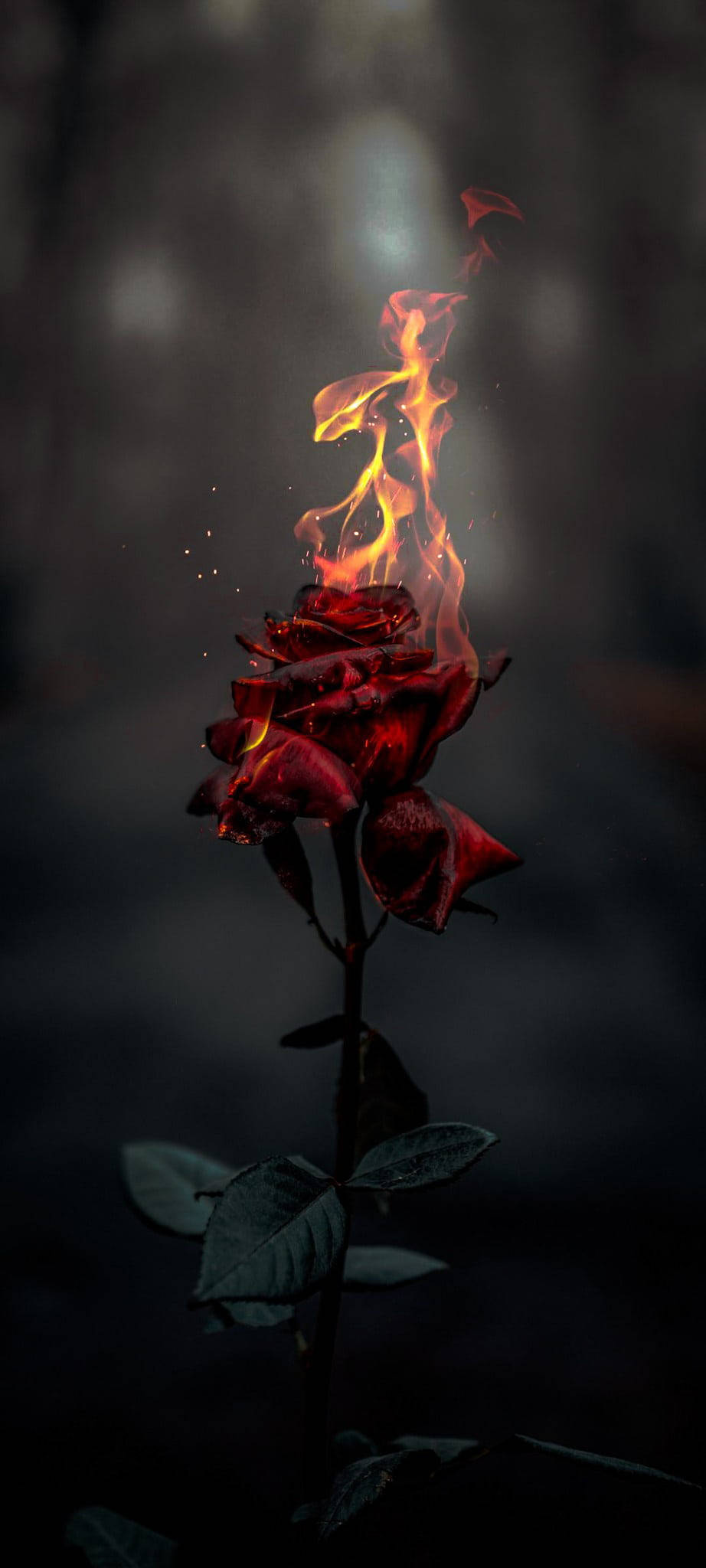 Burning Rose Aesthetic Шпалери