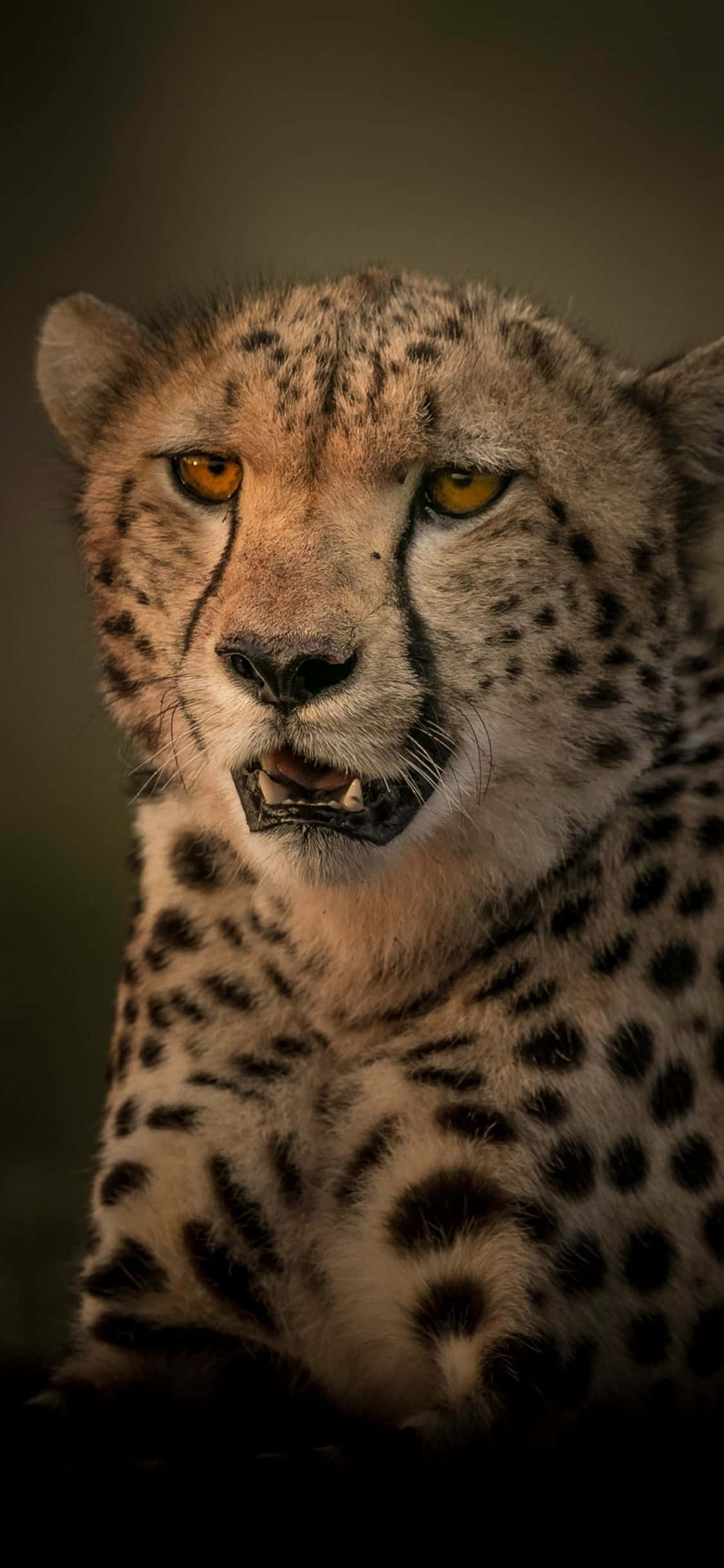 Будьте стильными с Cheetah iPhone Шпалери
