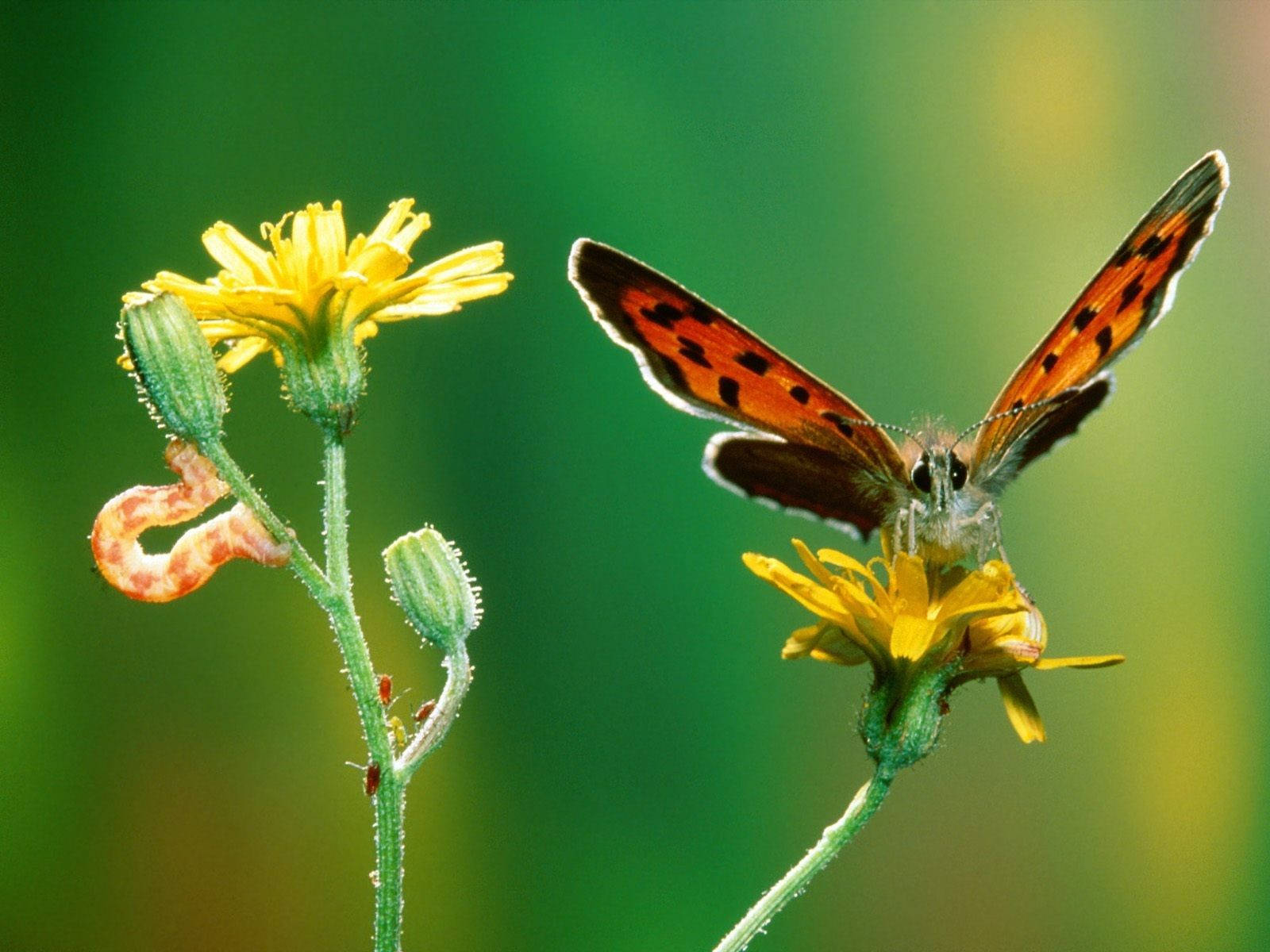 Гусениця на рослині Crepis Шпалери