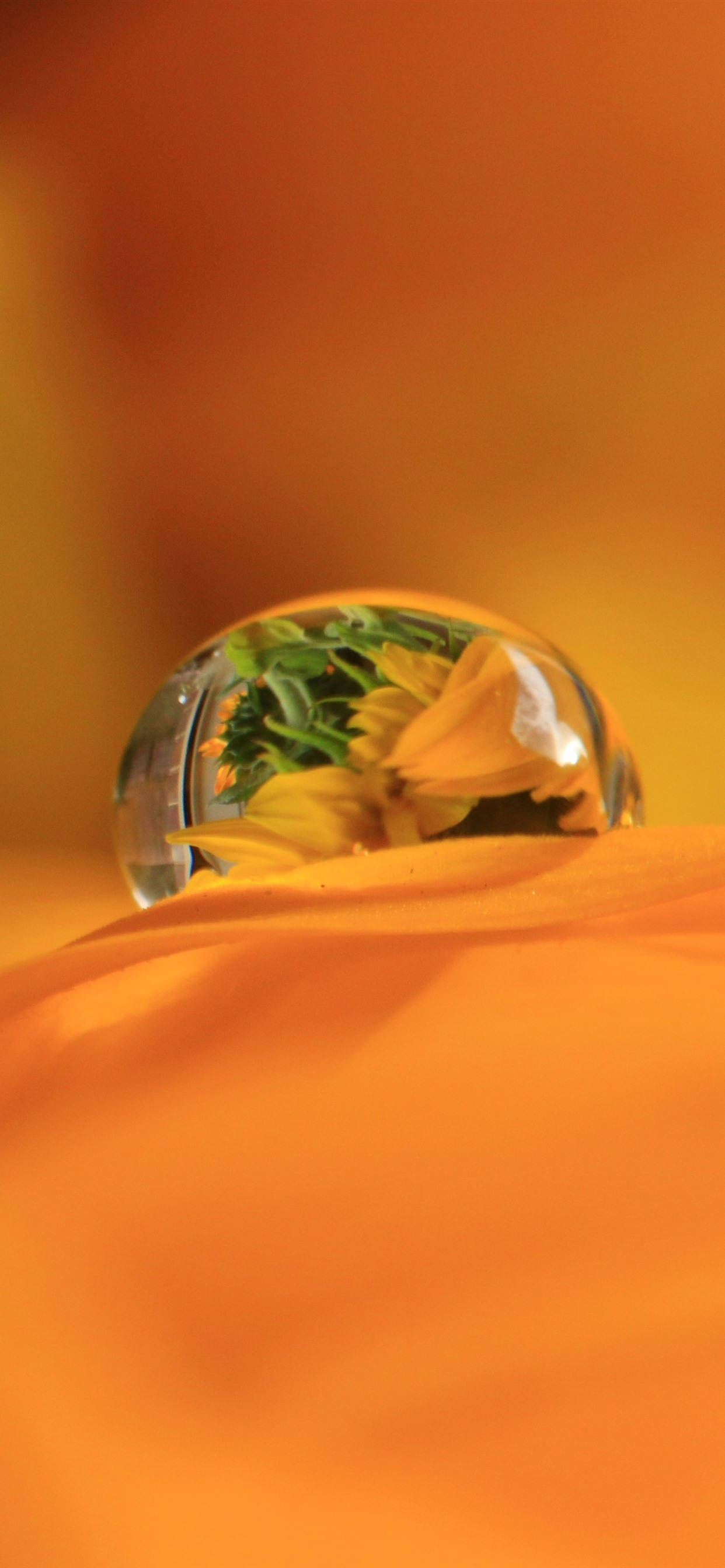 Dewdrop On Orange Petal Шпалери
