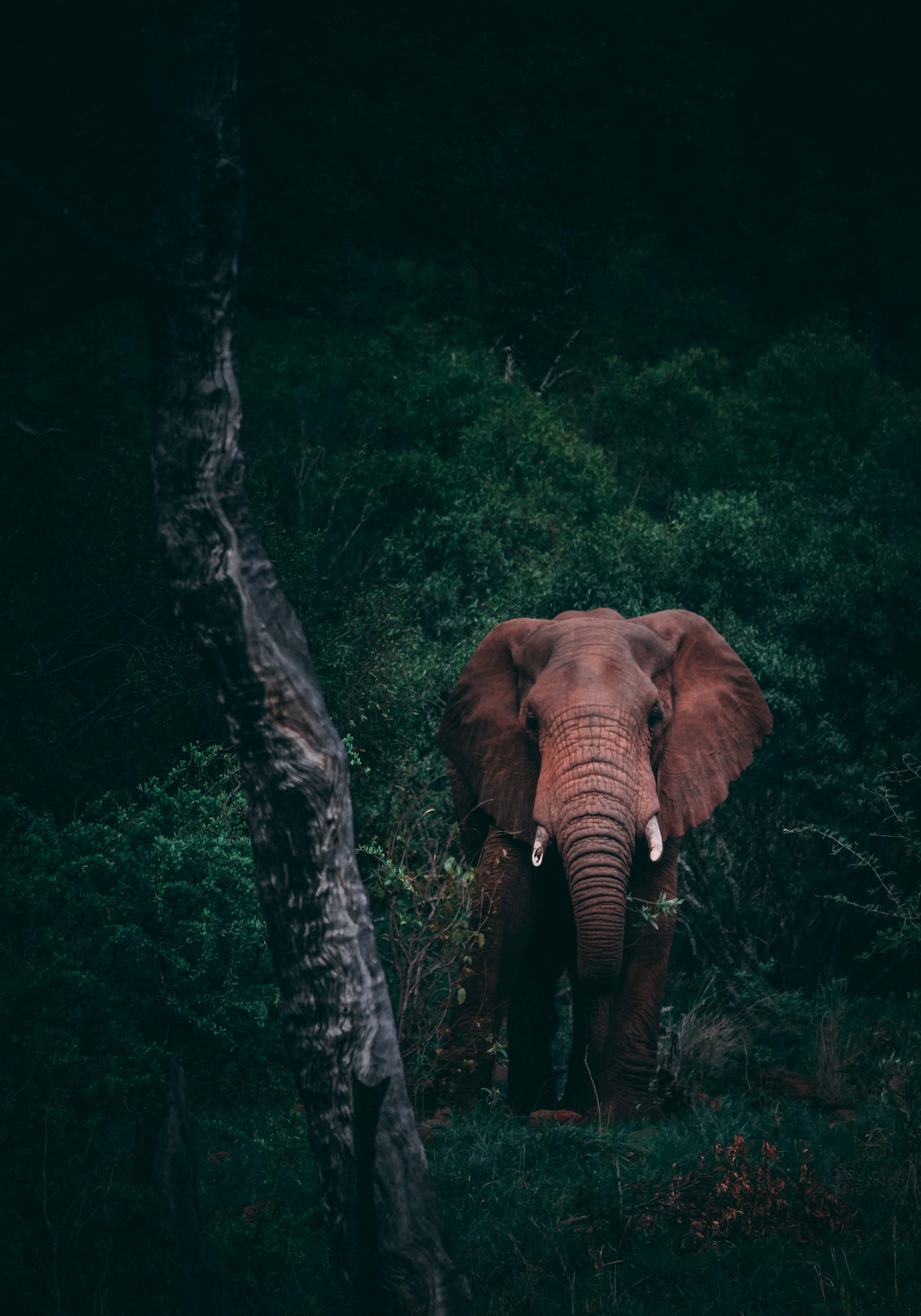 Робота в дороге с ноутбуком Elephant Шпалери