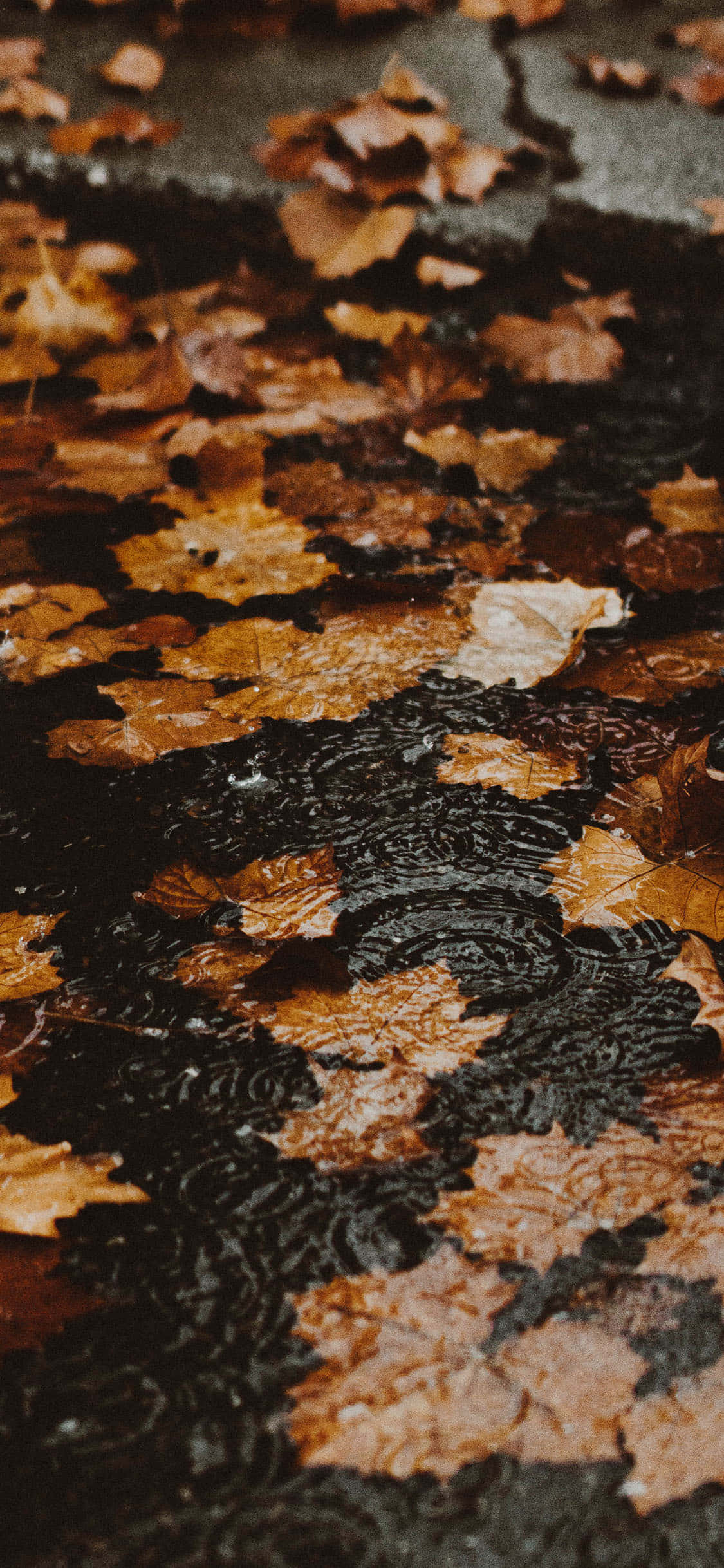 Снимайте потрясающие фото с новым Fall iPhone Шпалери