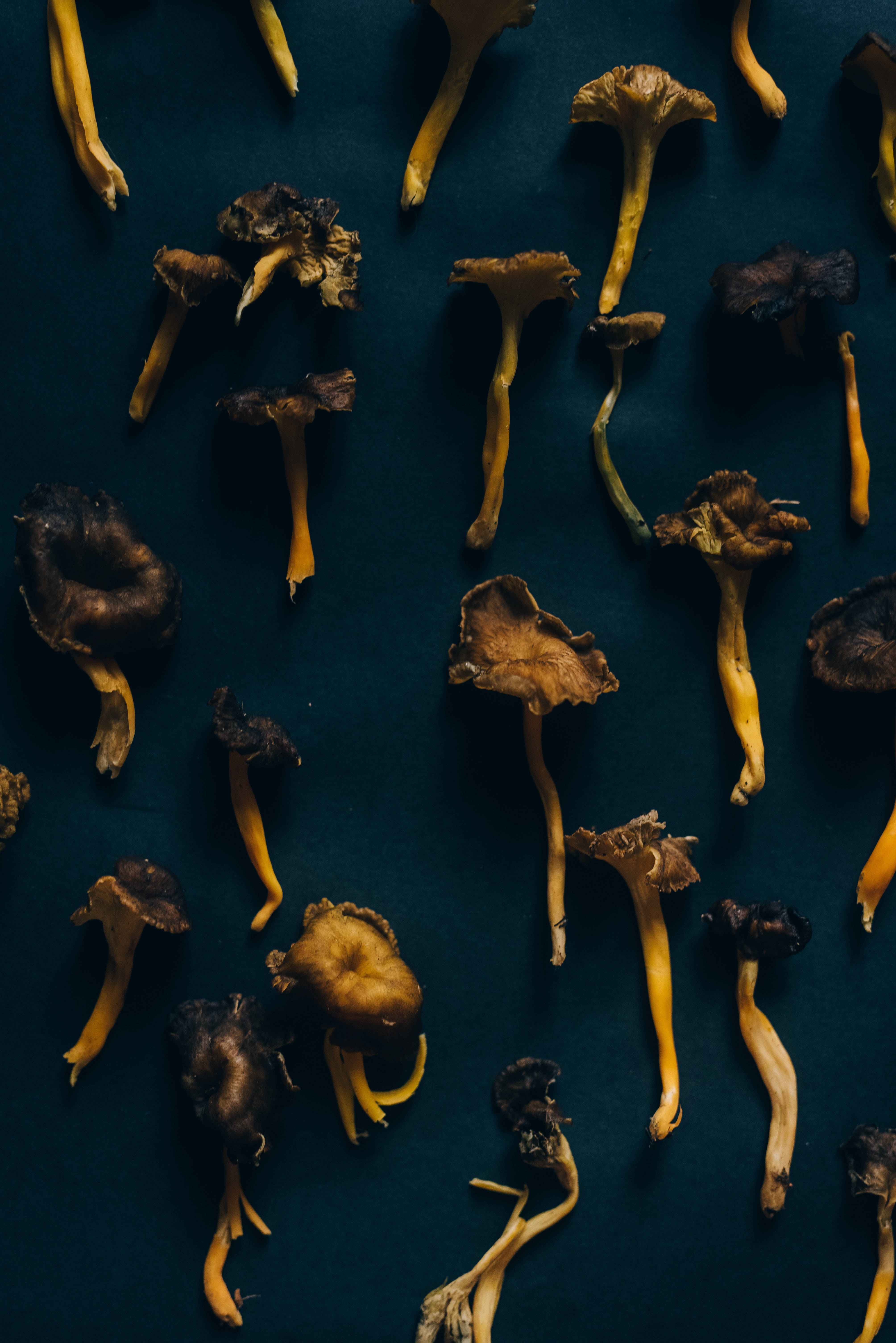 Естетика сушених грибов в стиле Flatlay Шпалери