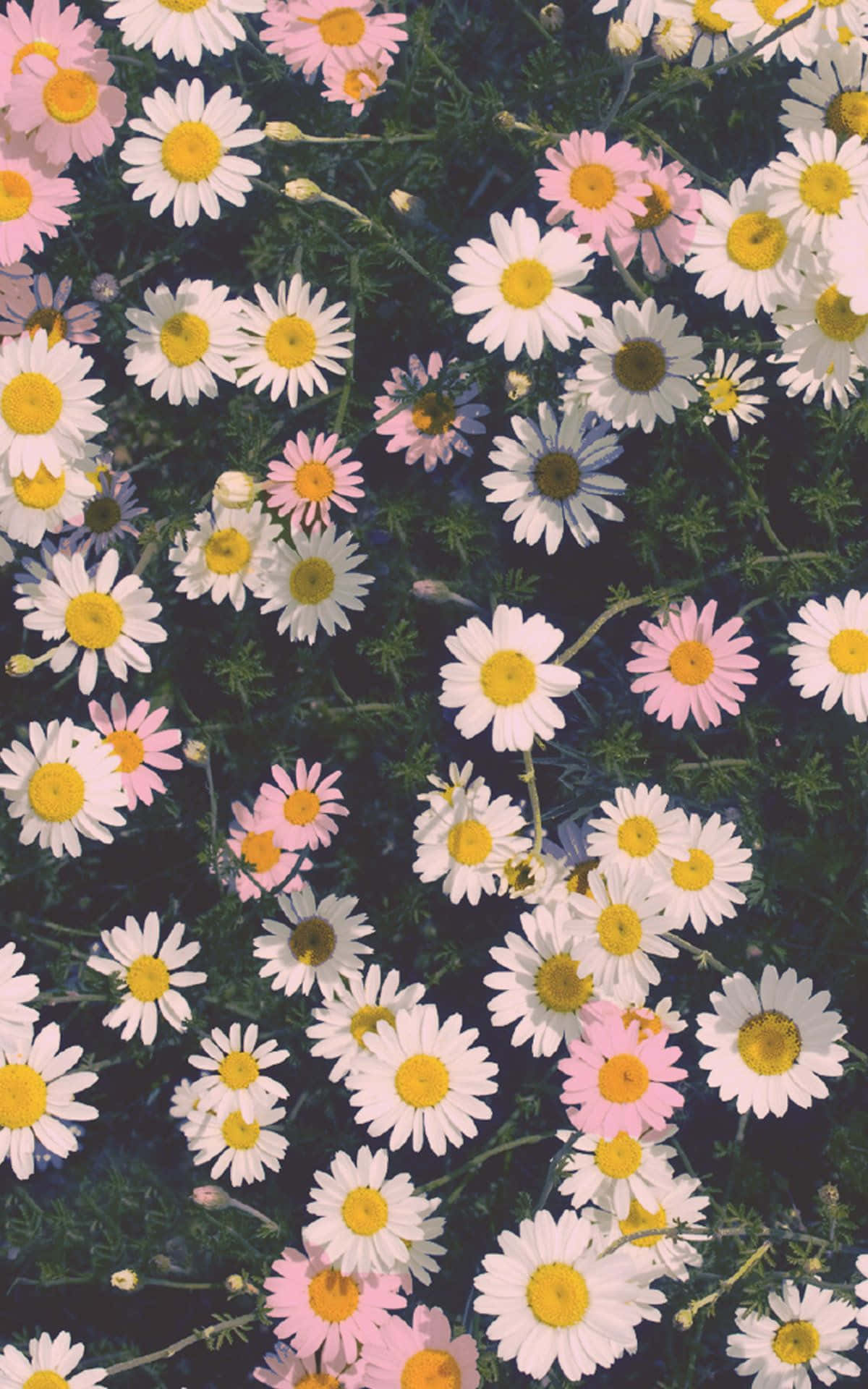 Нехай природа розквітне у вашому житті з Flower iPhone. Шпалери