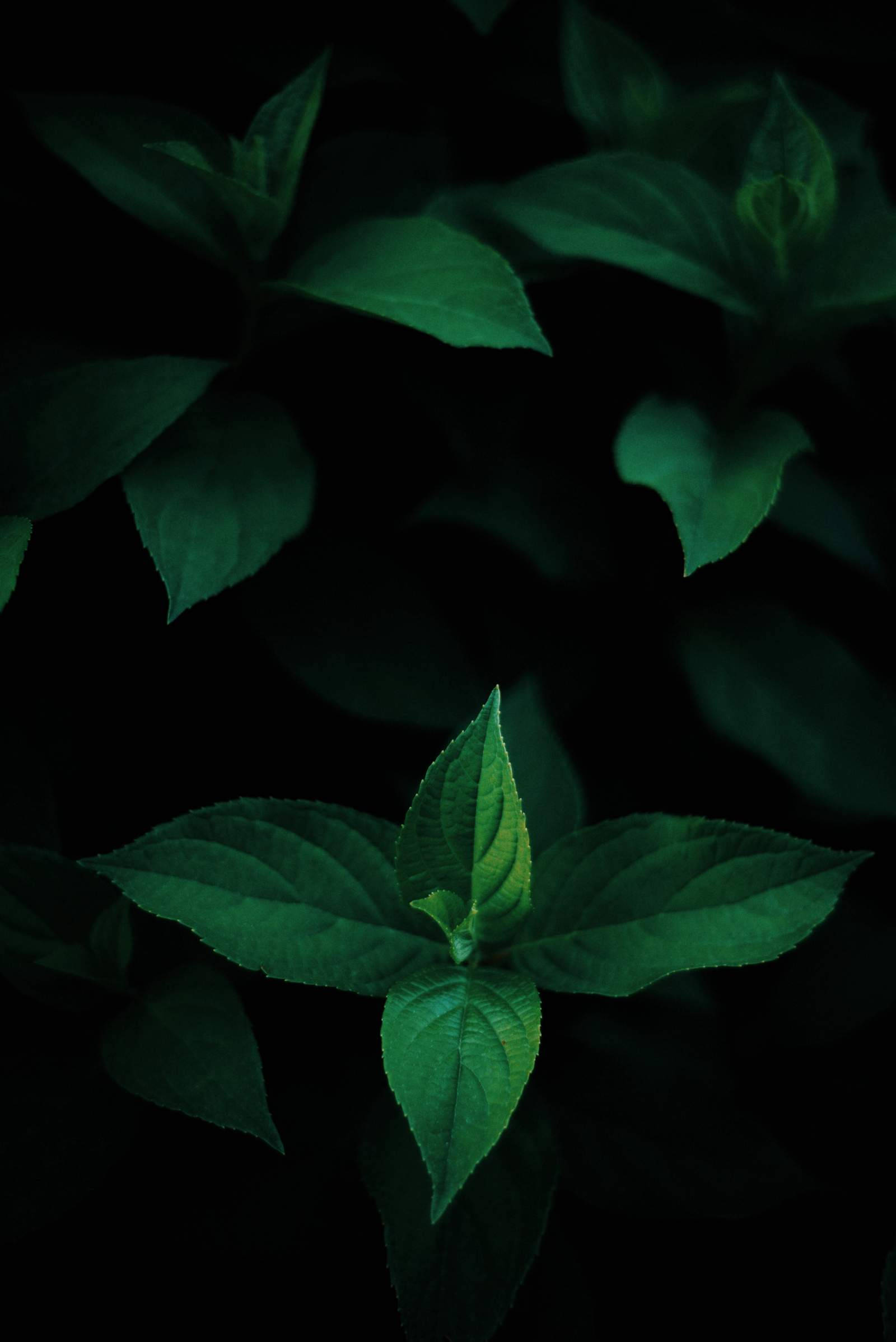 Green Leaves OLED Шпалери