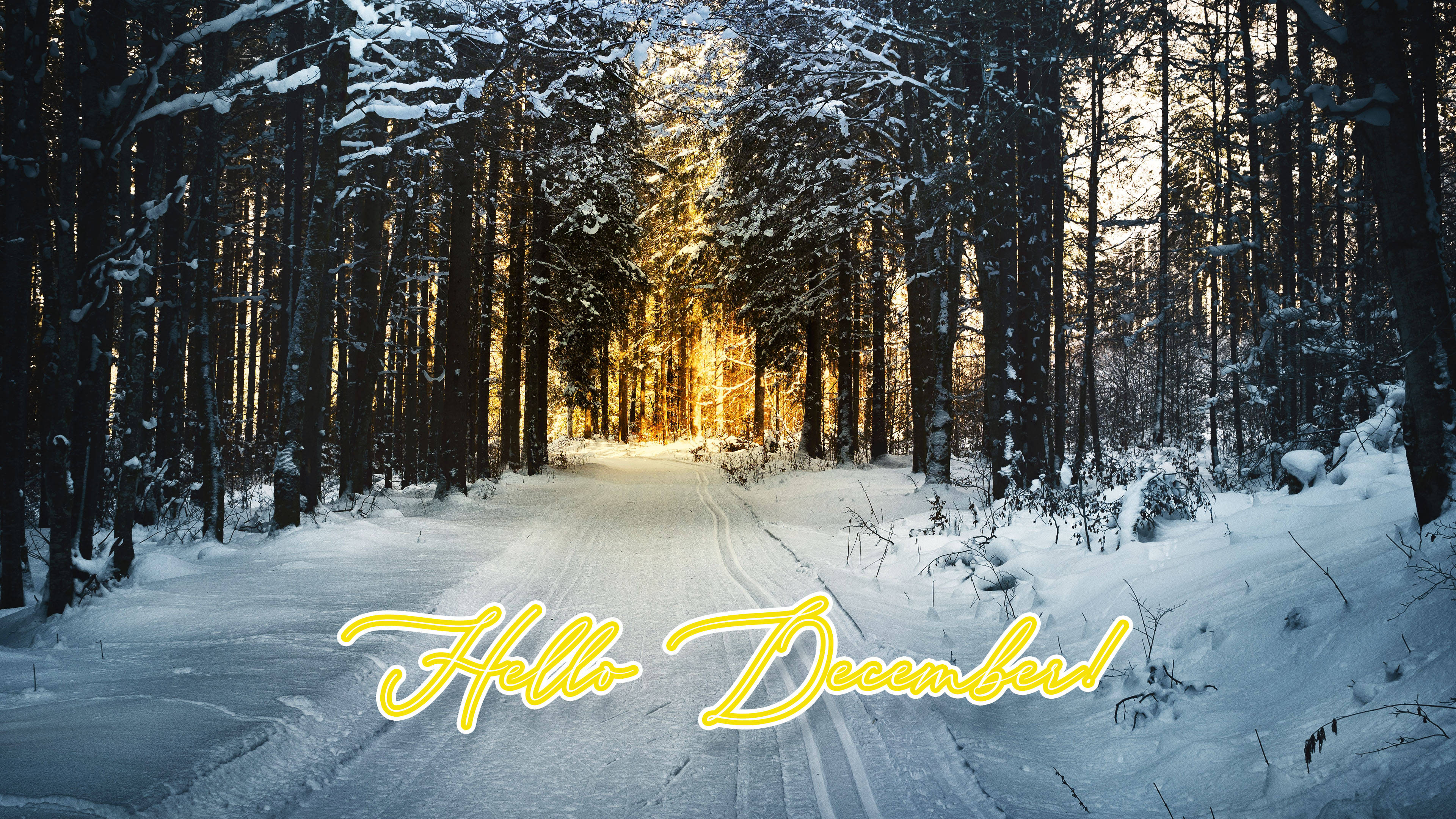 Hello December Winter Forest Шпалери