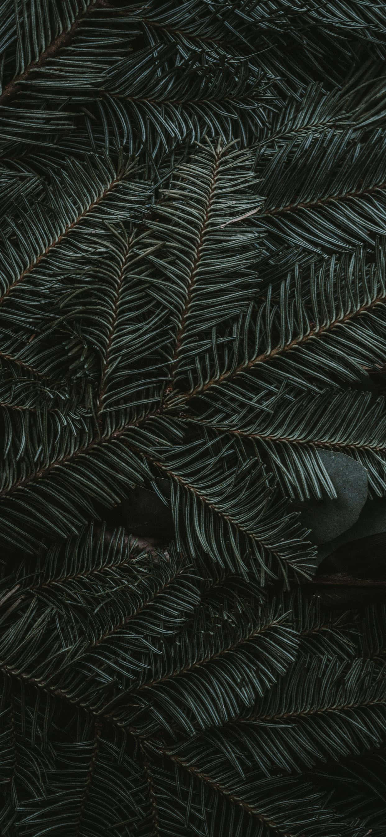 iPhone 11 Green Pine Leaves Шпалери