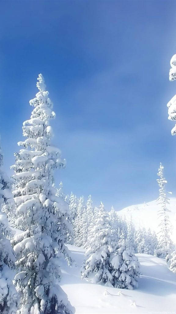 Снігове дерево природа iPhone Шпалери