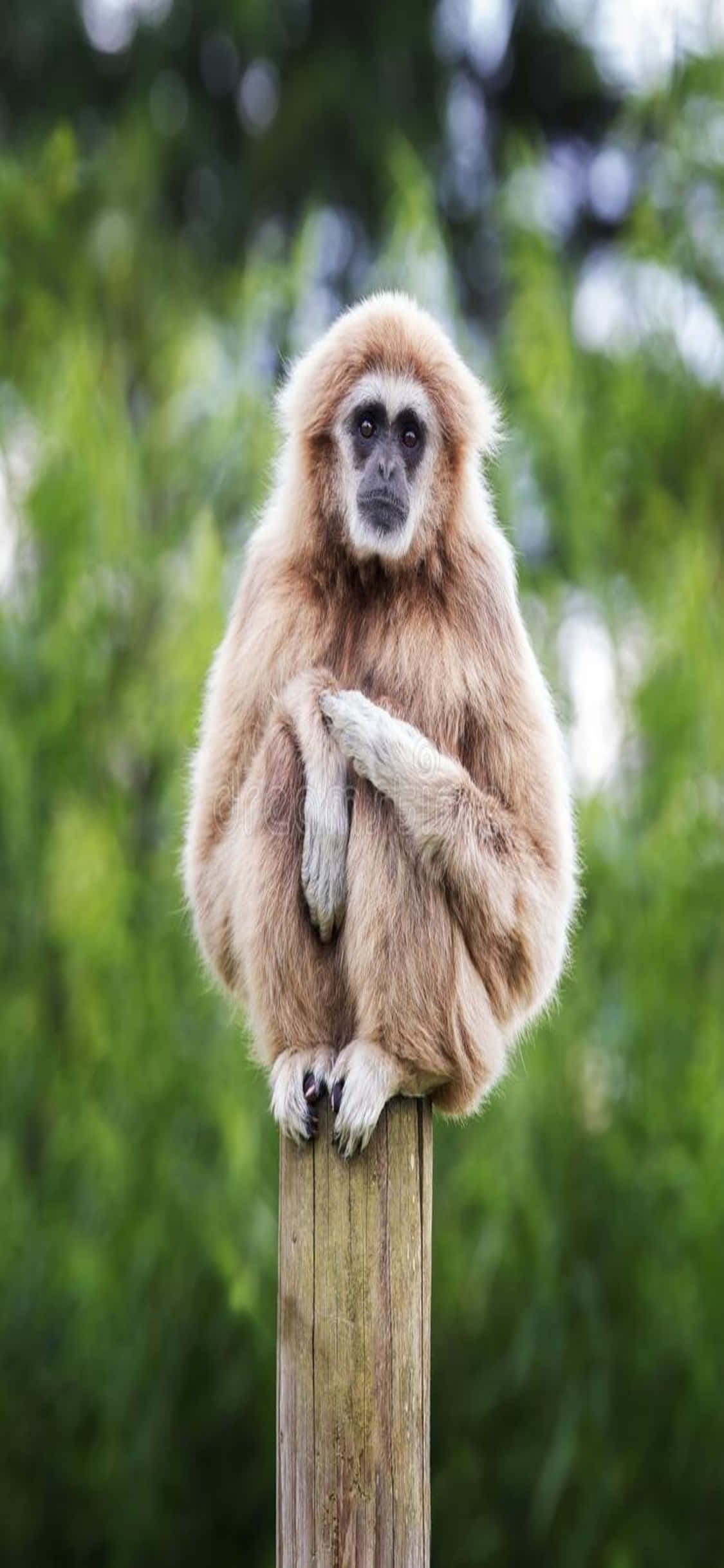 iPhone X Gibbon Background Шпалери