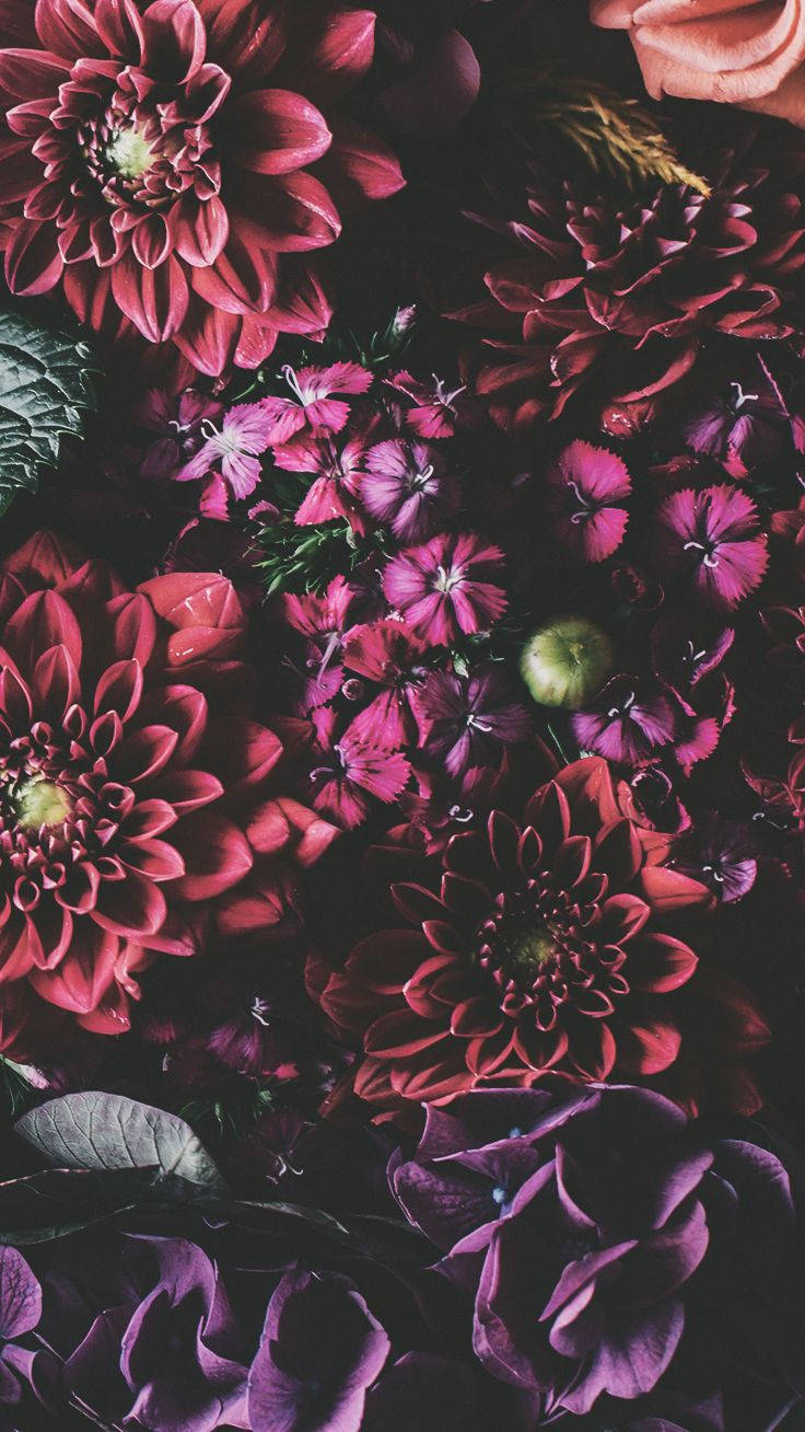 Квіты iPhone Xs Шпалери