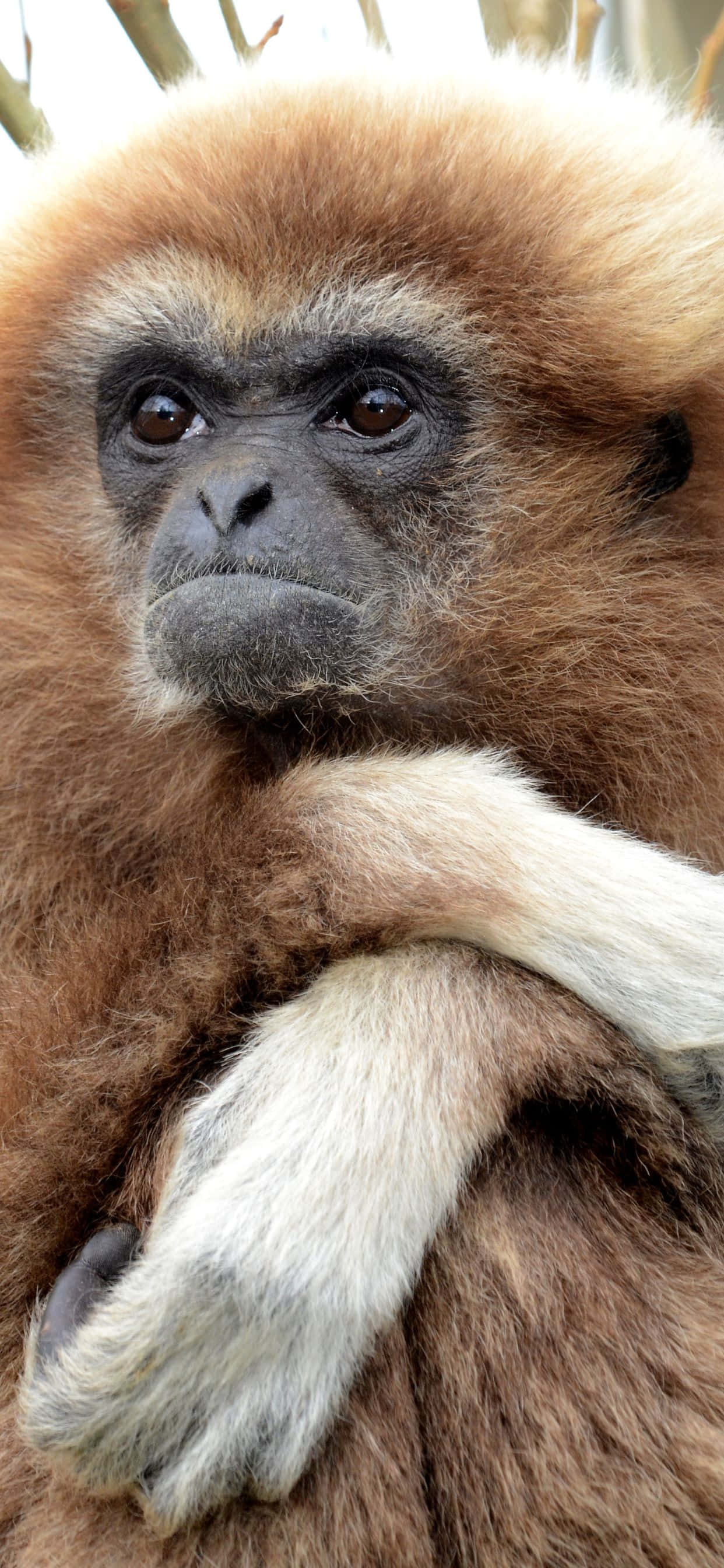 Крупный план потрясающего iPhone XS Max Gibbon Шпалери