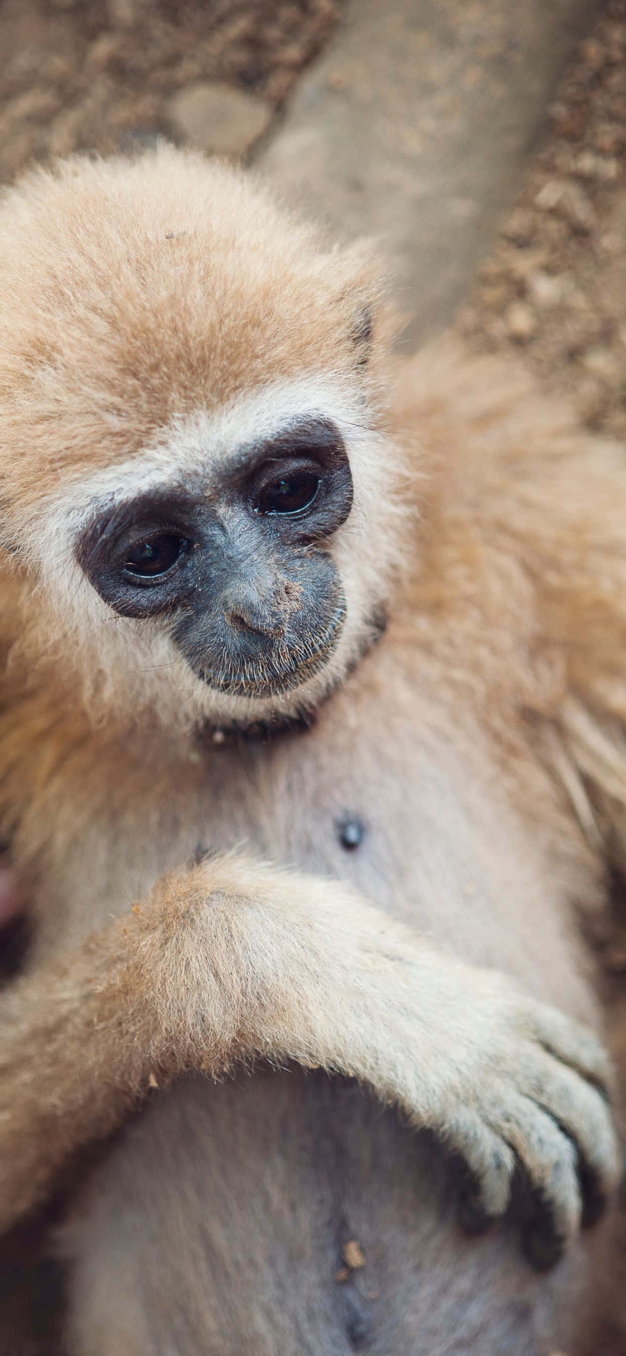Универсальный iPhone Xs Max Gibbon поможет вам оставаться на связи в любое время и в любом месте. Шпалери