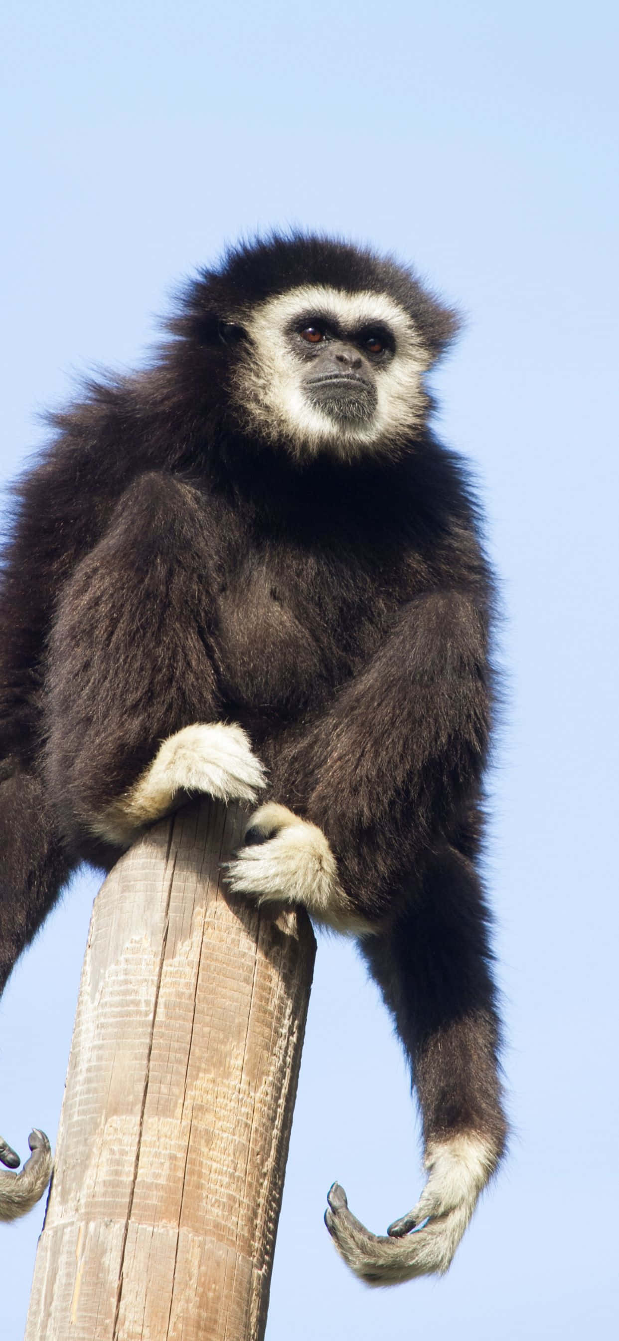 Сделайте качели с iPhone Xs Max Gibbon Шпалери