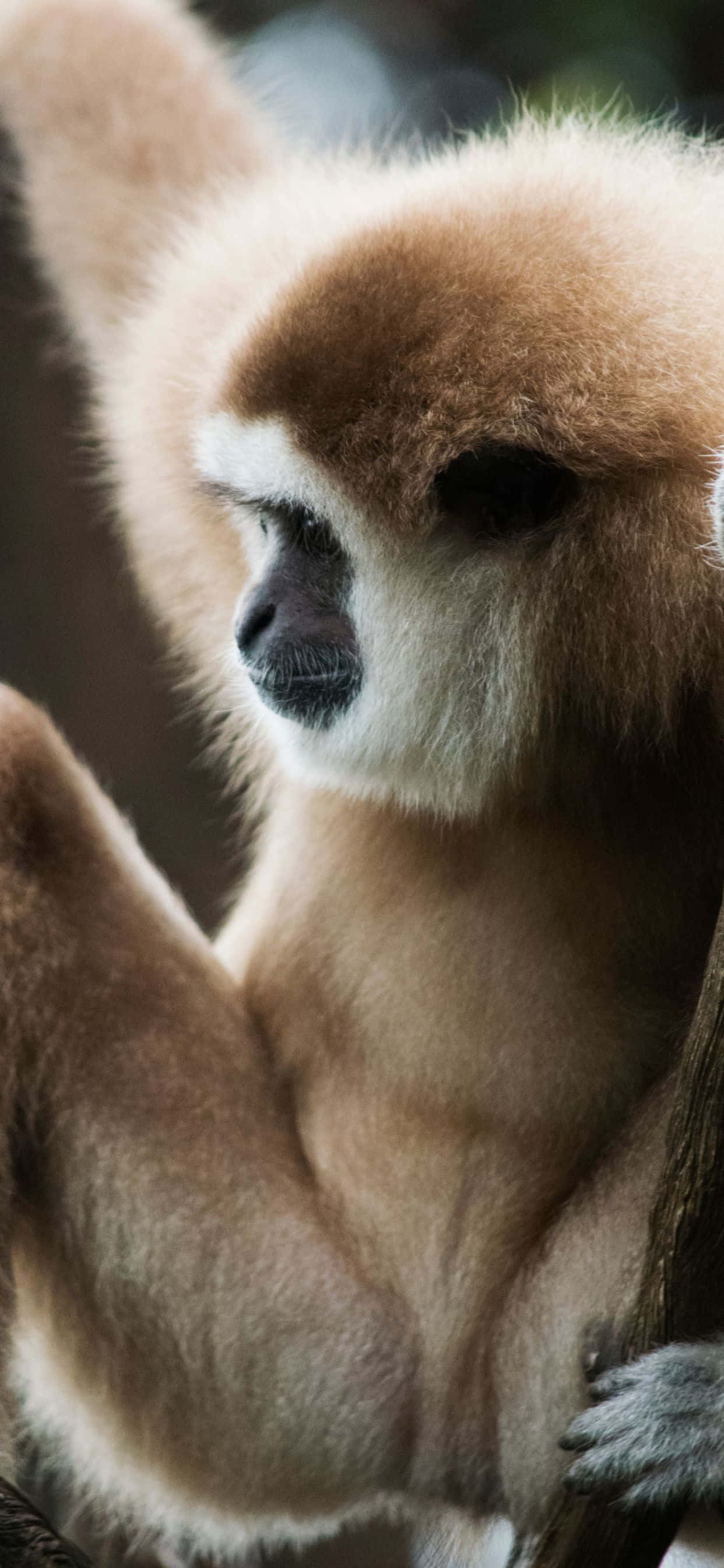 Вдохновляйся iPhone Xs Max Gibbon Шпалери