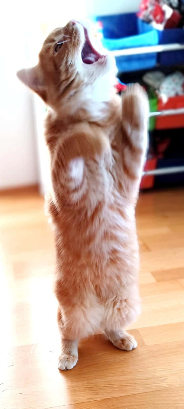Кот, що танцует на задних лапах.JPG Шпалери