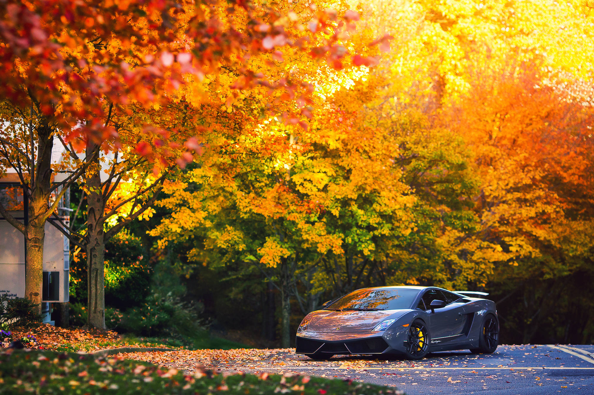 Сірий Lamborghini Gallardo пробирається крізь хрустке осіннє повітря. Шпалери