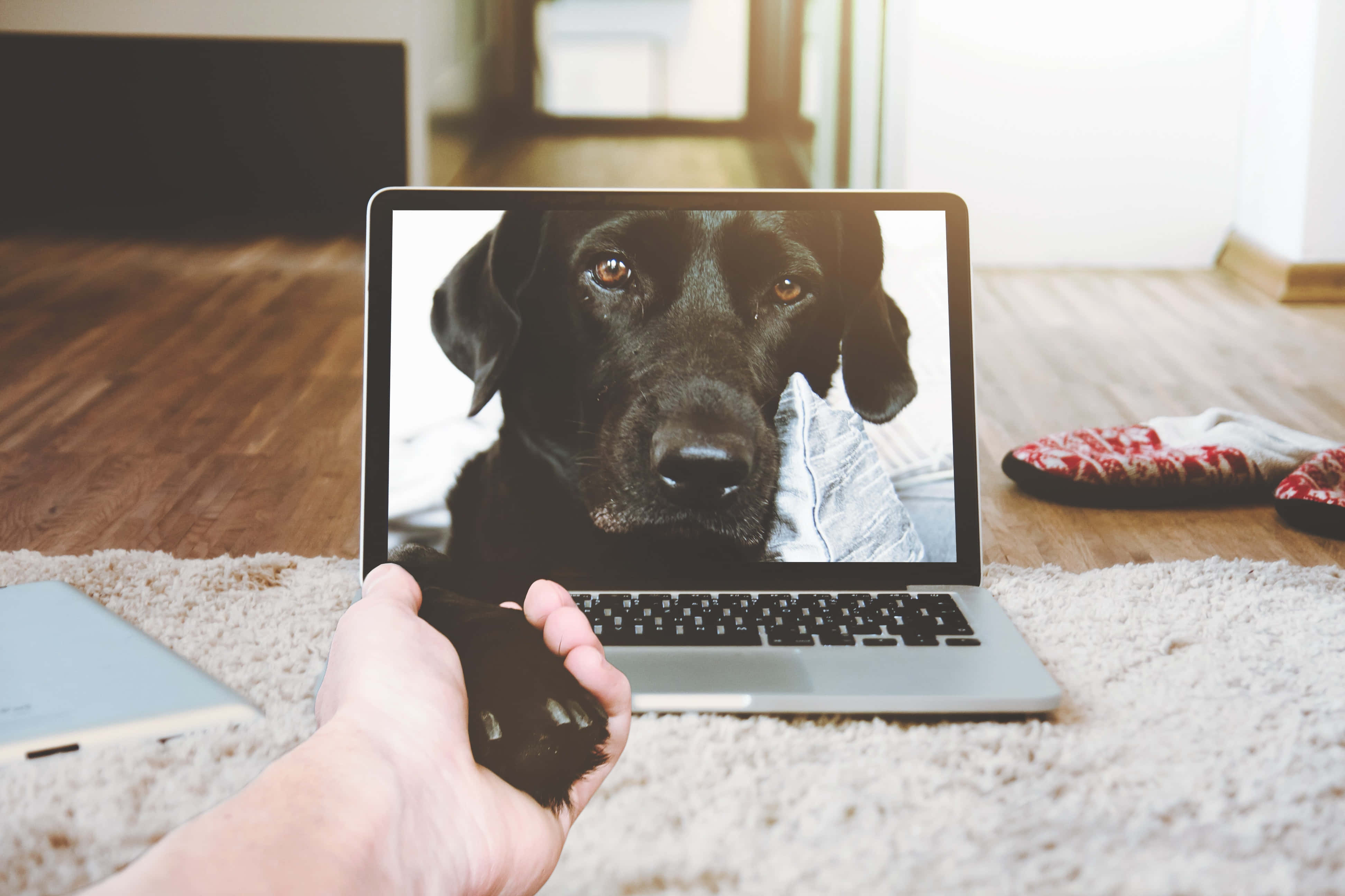 Естетичний та сучасний сріблястий Macbook Шпалери