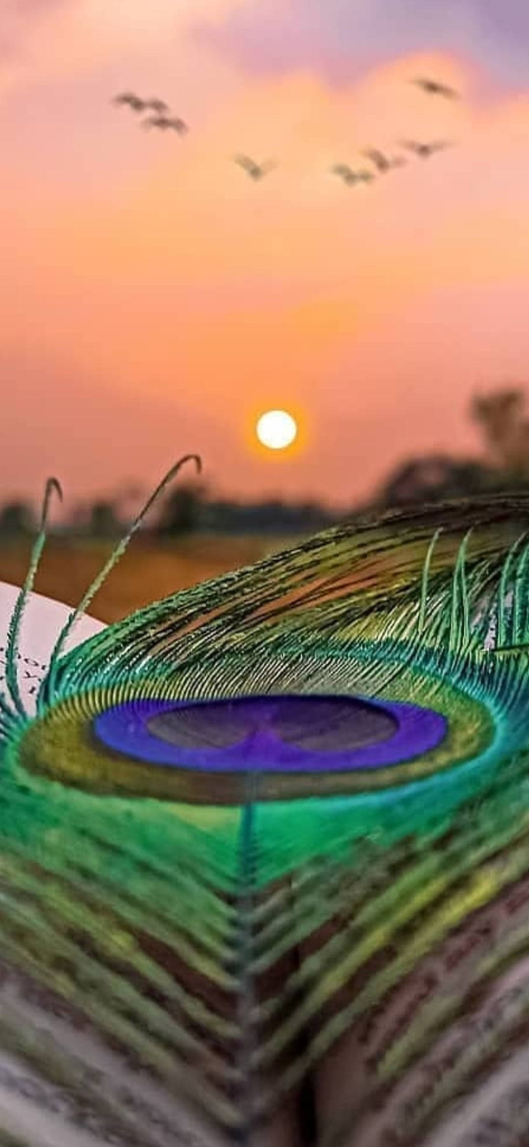 Mor Pankh Sunset Шпалери