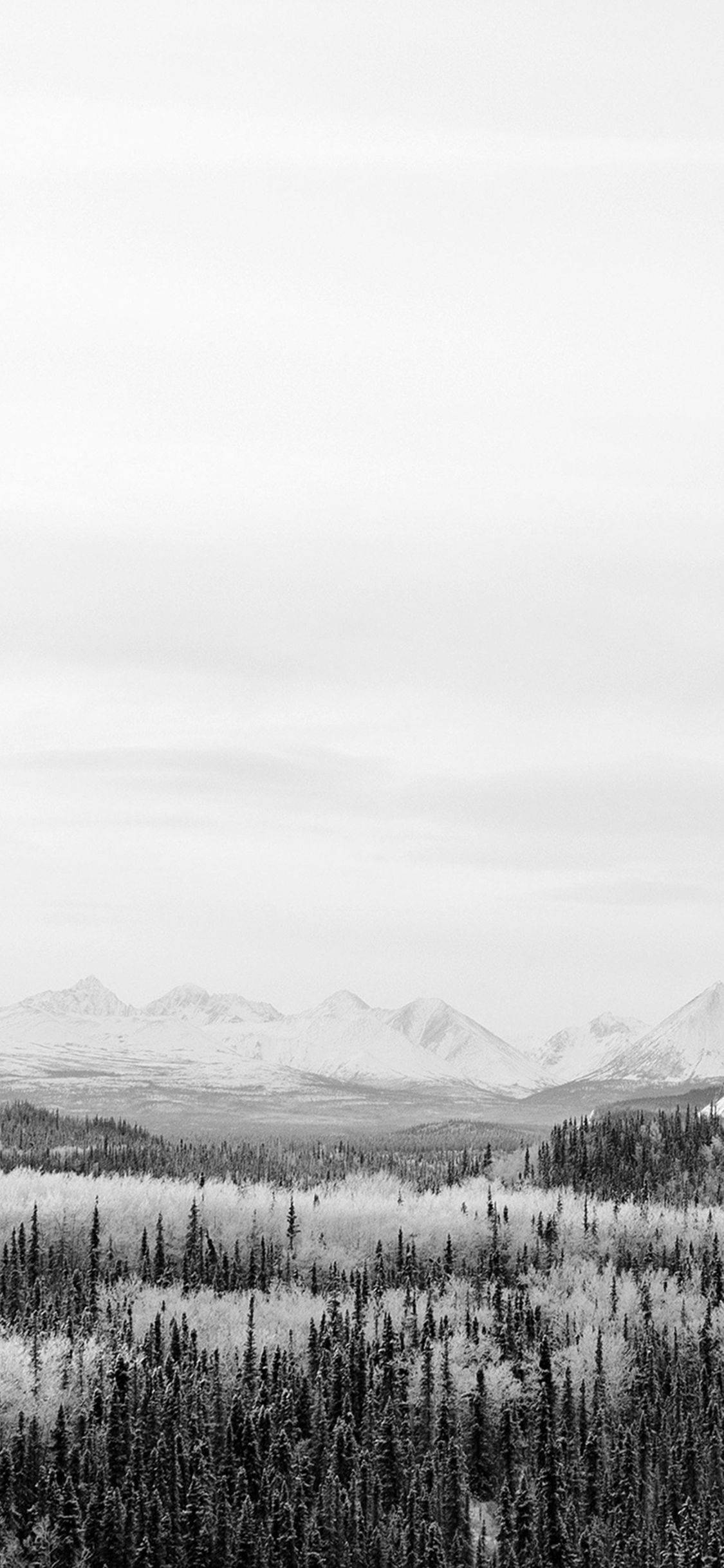 OLED 4K Snowy Forest Шпалери