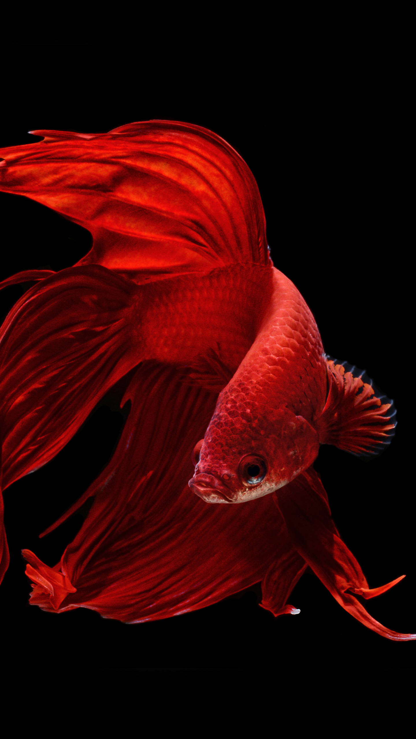 OLED Streamlined Goldfish Шпалери