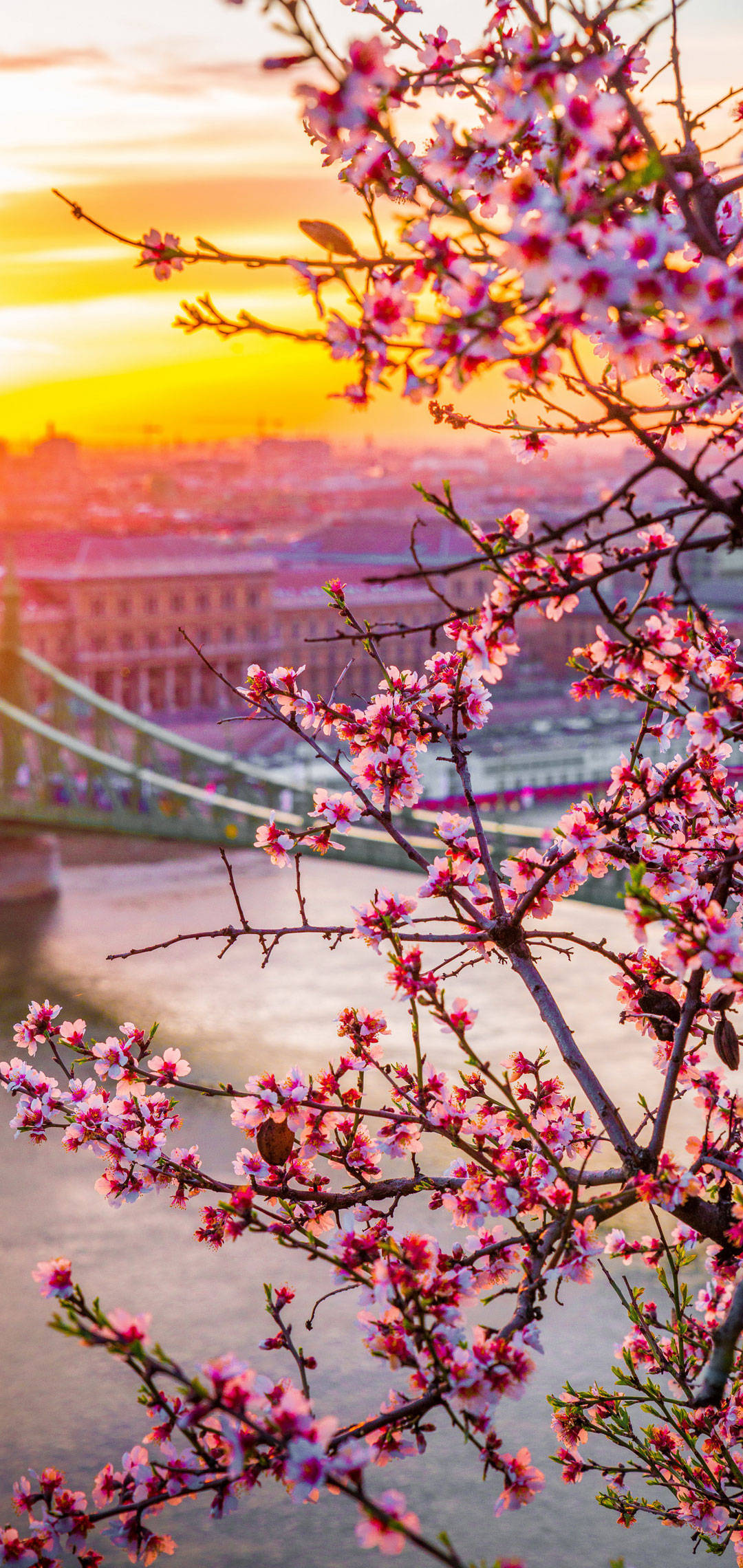 OnePlus Cherry Blossoms Шпалери