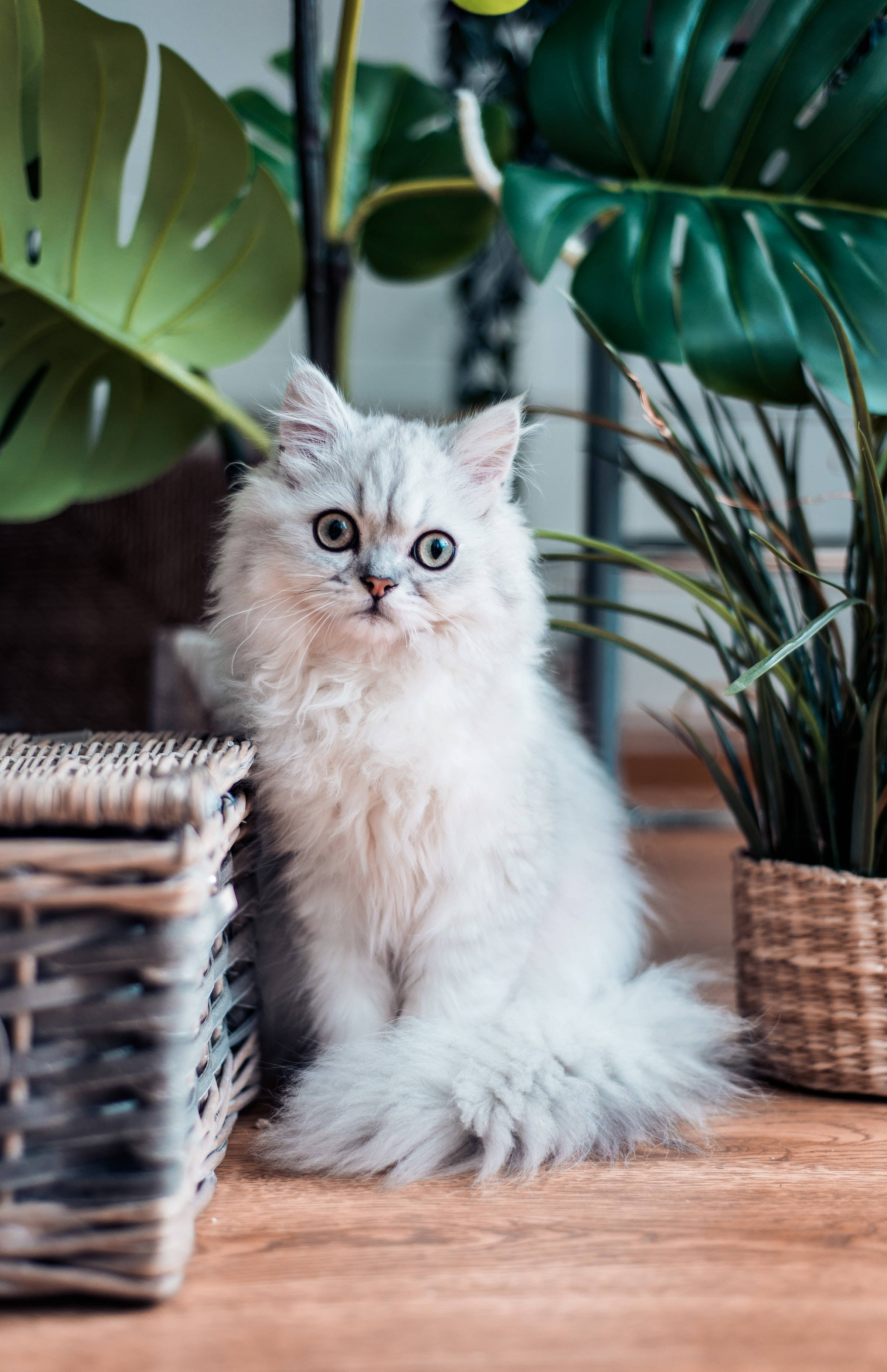 Біла пушиста персидская кошка PFP Шпалери