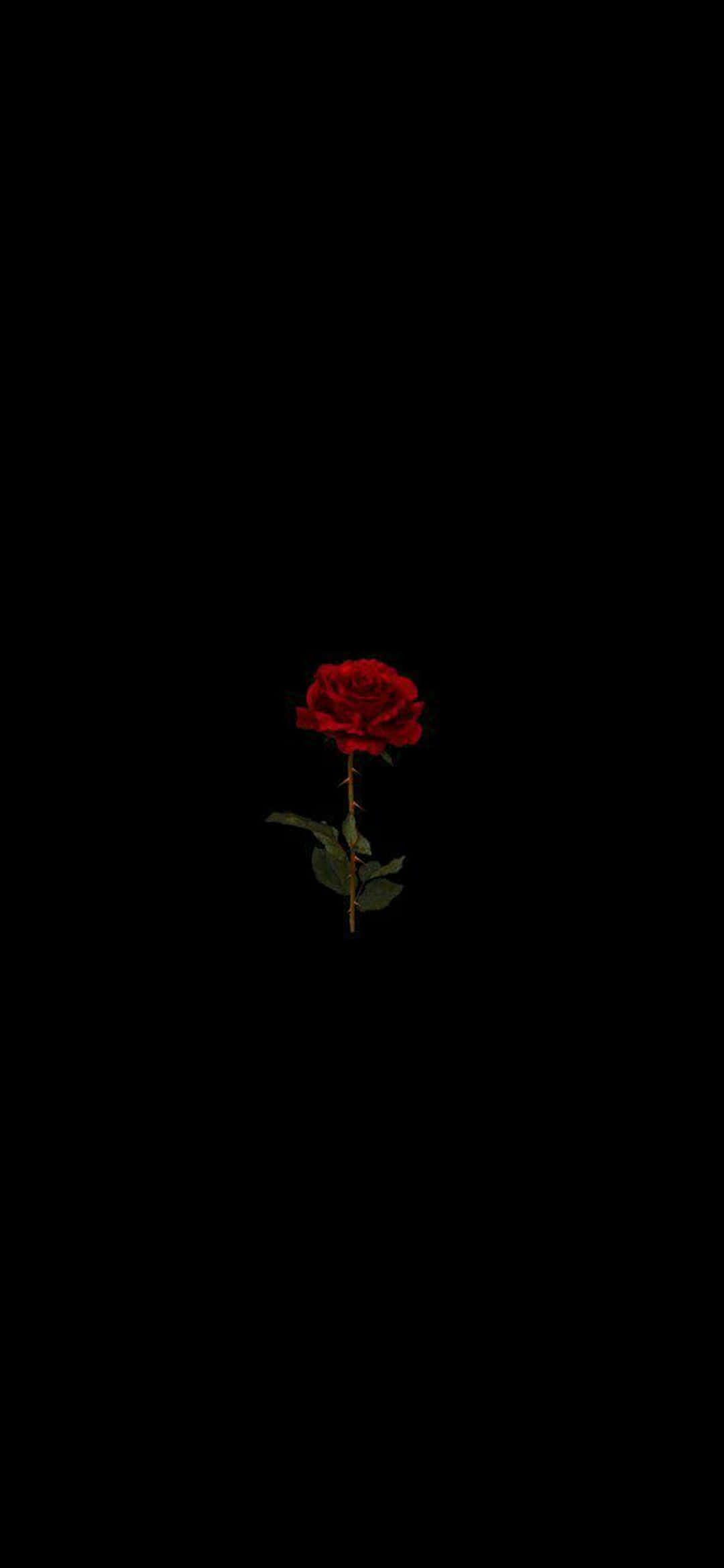 Красная роза фон Pixel 3XL AMOLED Шпалери