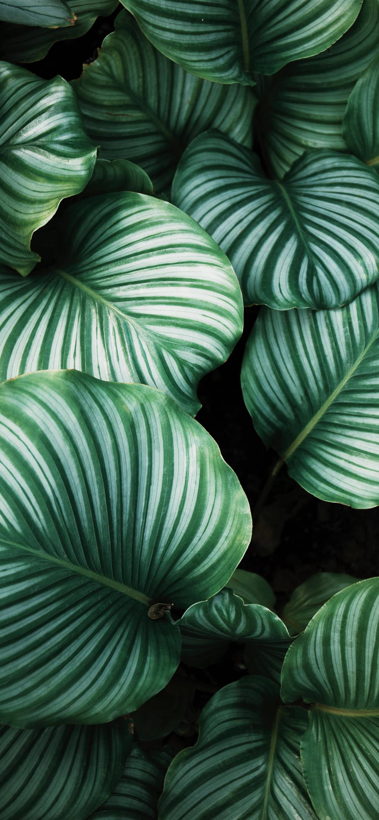 Будьте ближе к природі - Загрузите обои Plants iPhone Шпалери