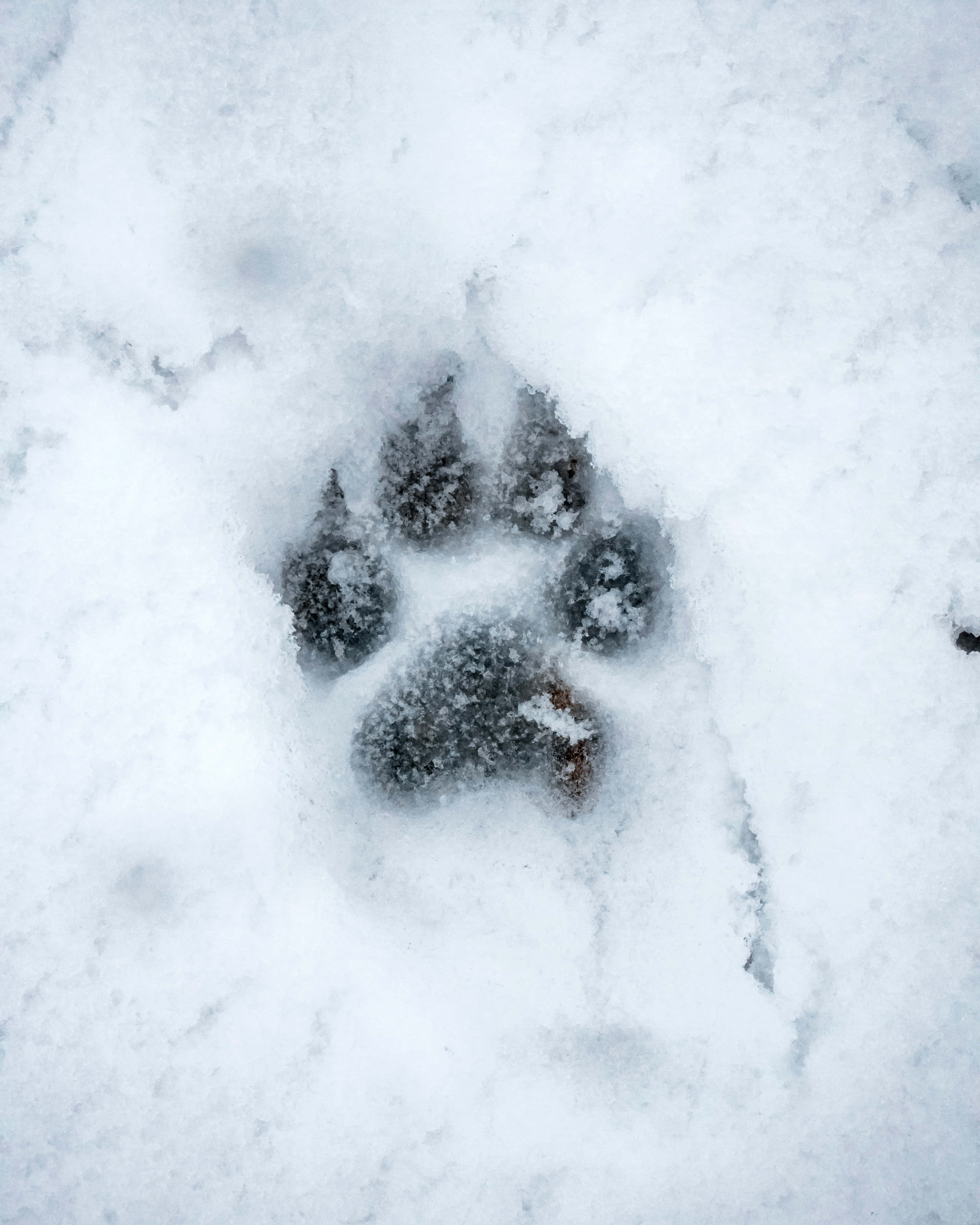 Наслаждайтесь спокойным зимним пейзажем с Snow Aesthetic Шпалери