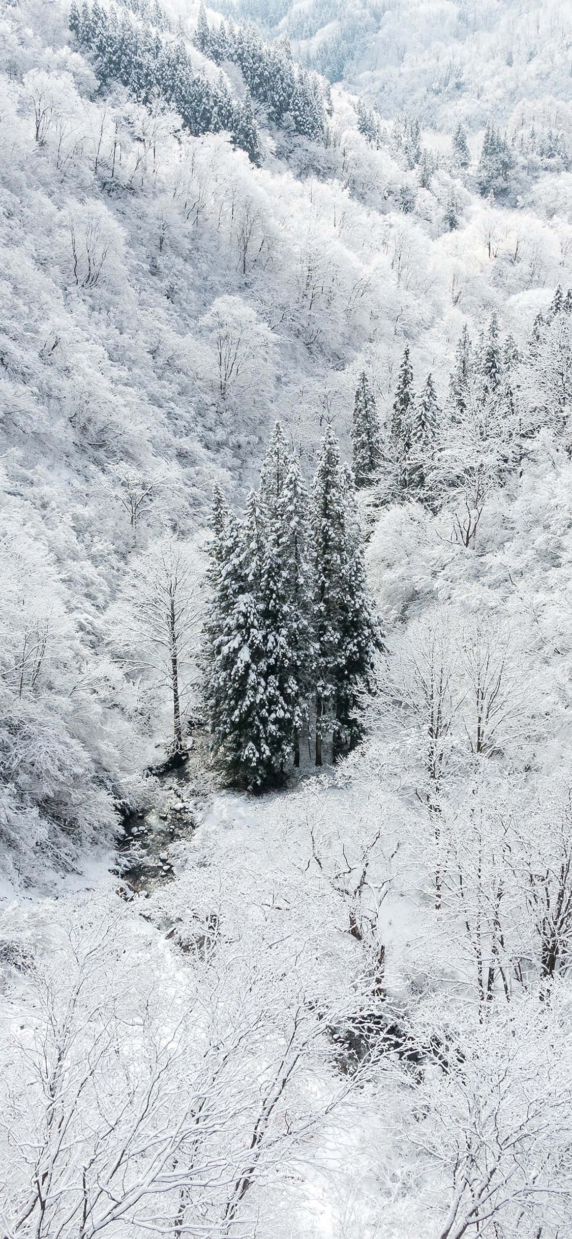 Наслаждайтесь зимой с Snow iPhone Шпалери