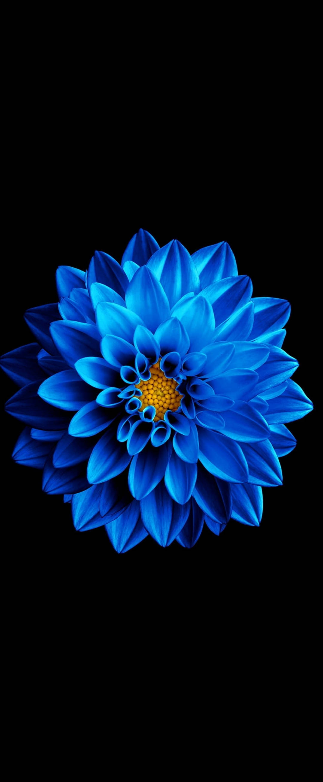 Супер AMOLED Синяя Цинния Шпалери