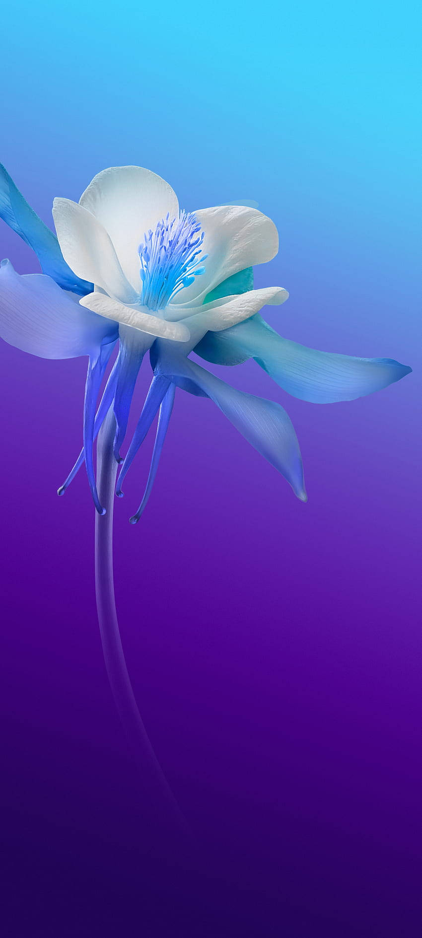 Vivo V20 Біла і синяя квітка Шпалери