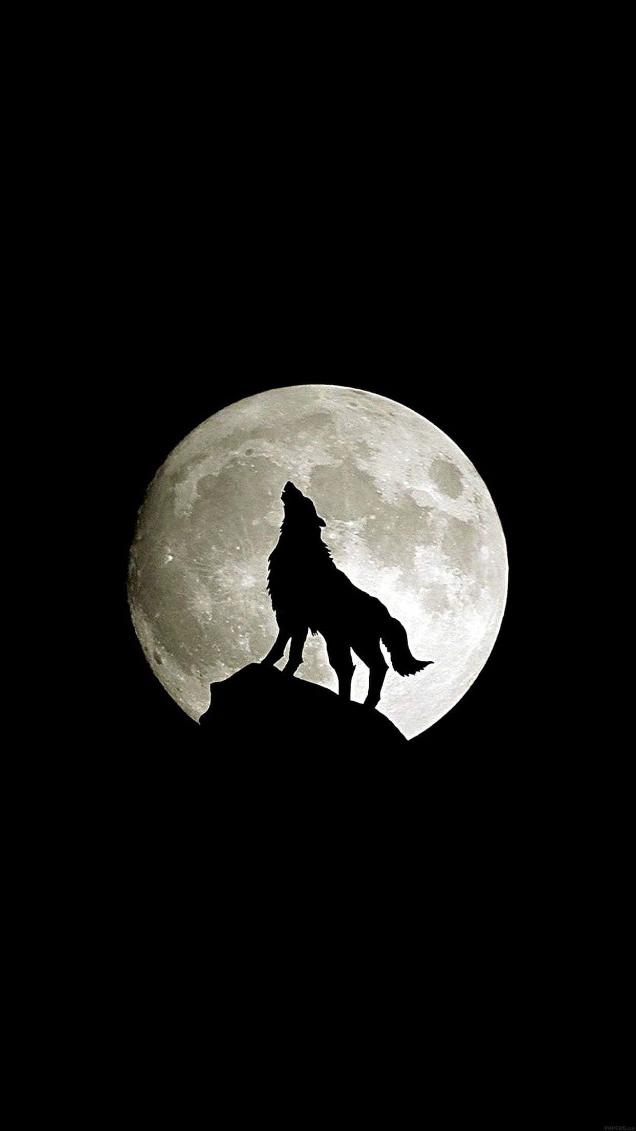 Подорожуйте дикою природою з Wolf iPhone Шпалери