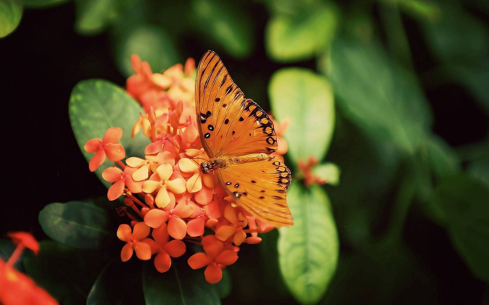 Помаранчевий метелик Gulf Fritillary сидить на помаранчевих квітах Jungle Geranium на шпалерах.