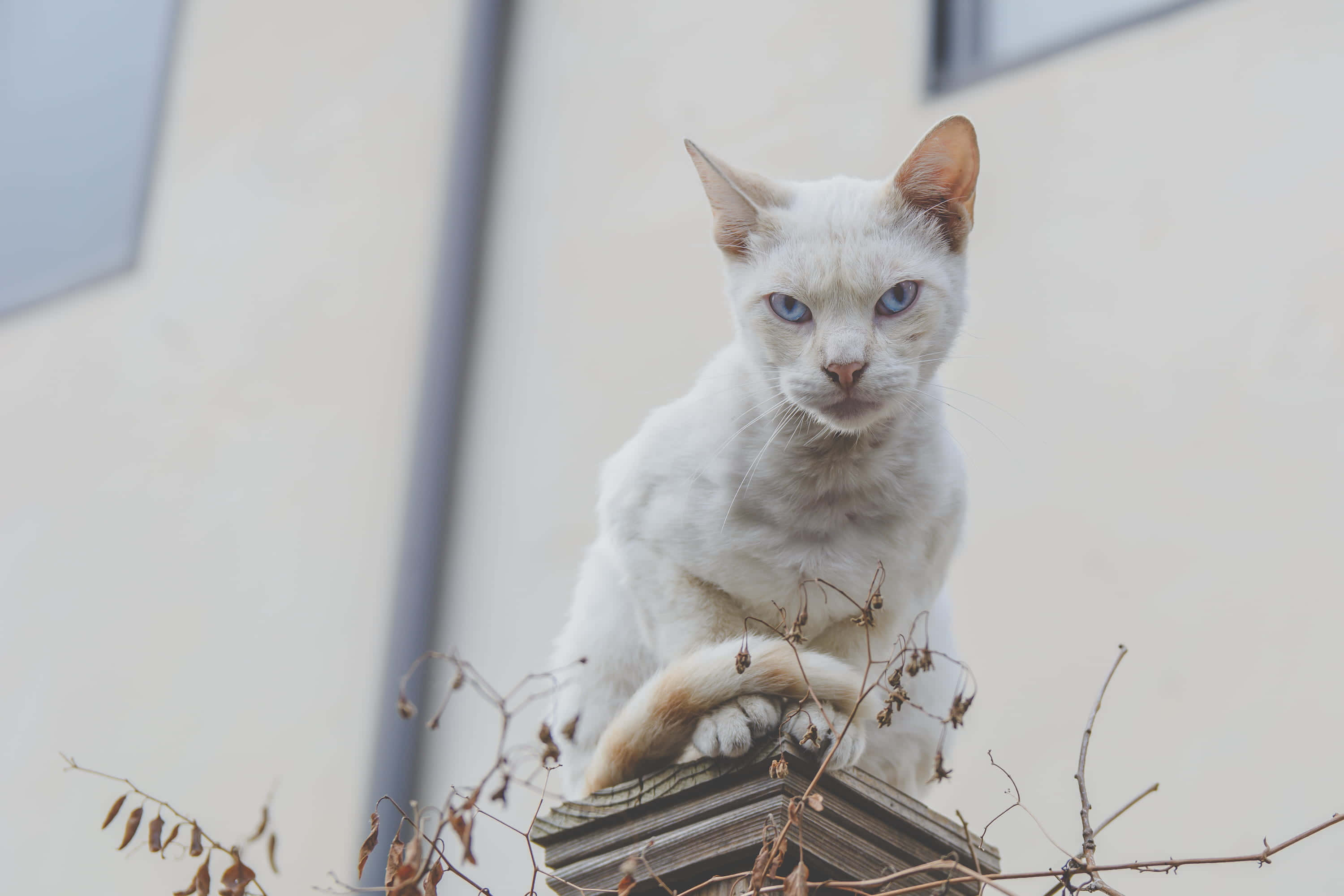 белый кот, сидящий на выступе Шпалери