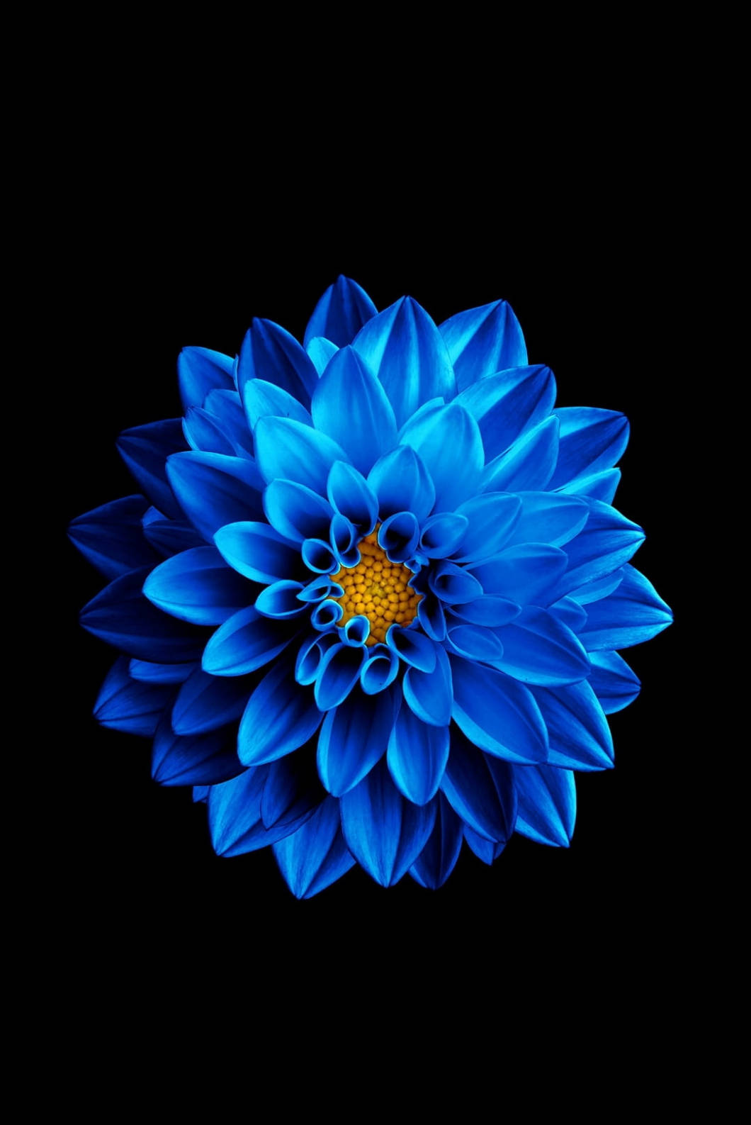 Блакитна квітка лотоса для iPhone 4s Шпалери