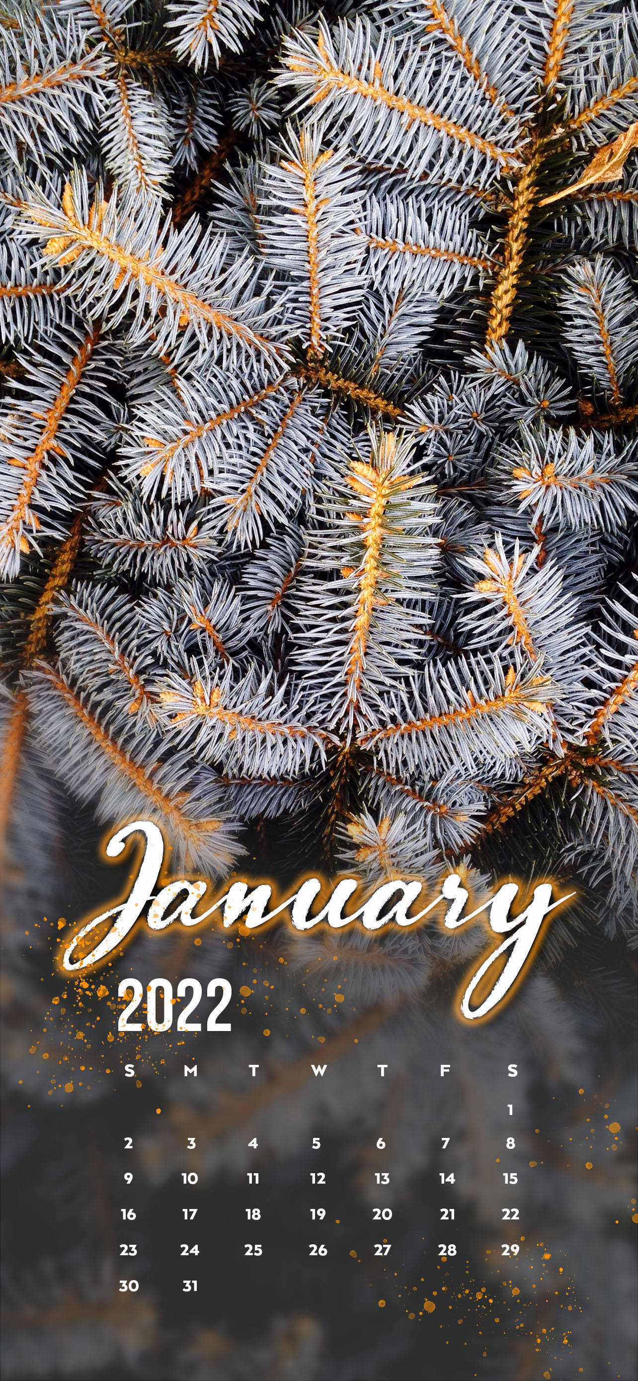 Біла сосна, січень 2022 Шпалери