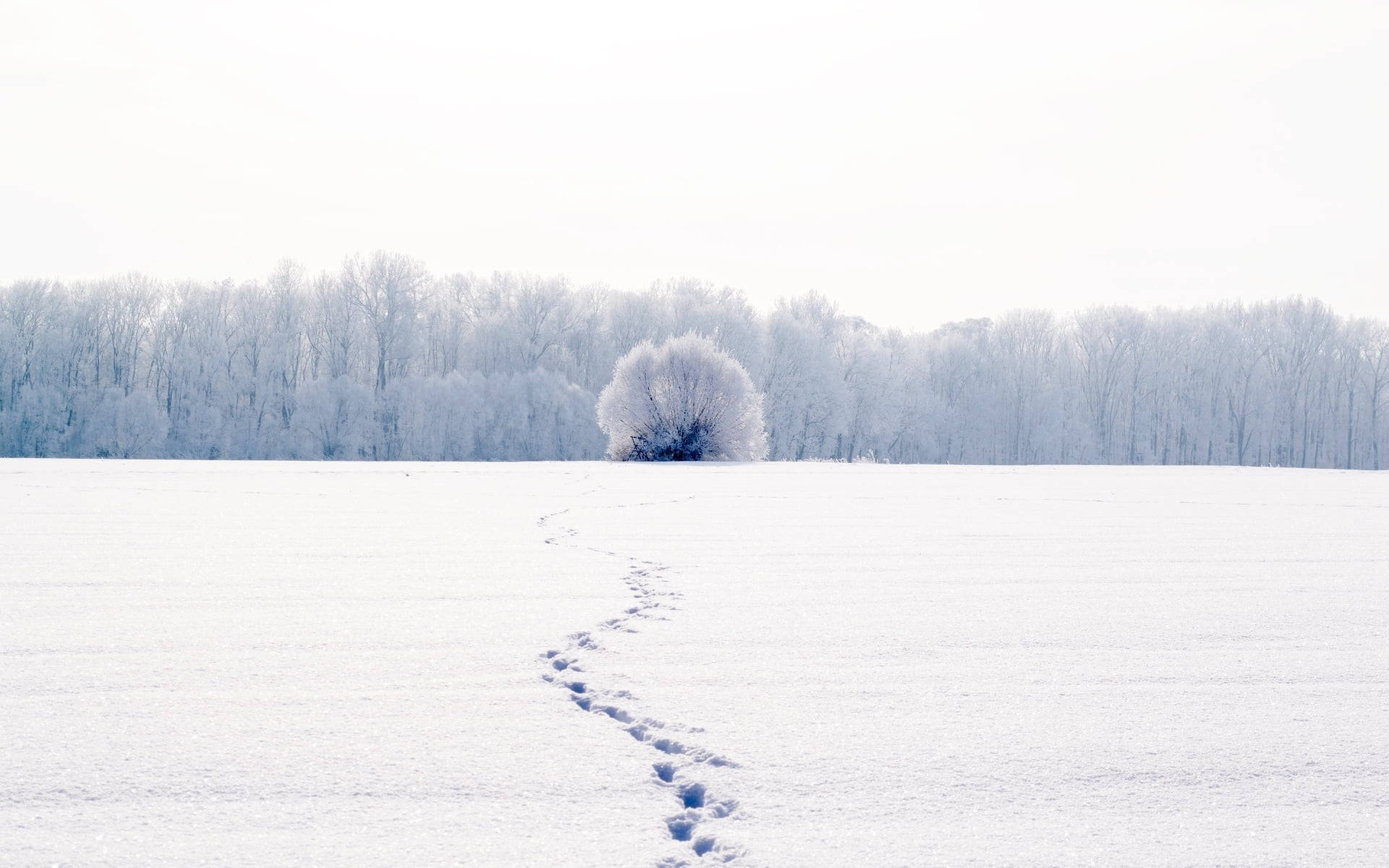 Білі сліди на снігу на весь екран Шпалери